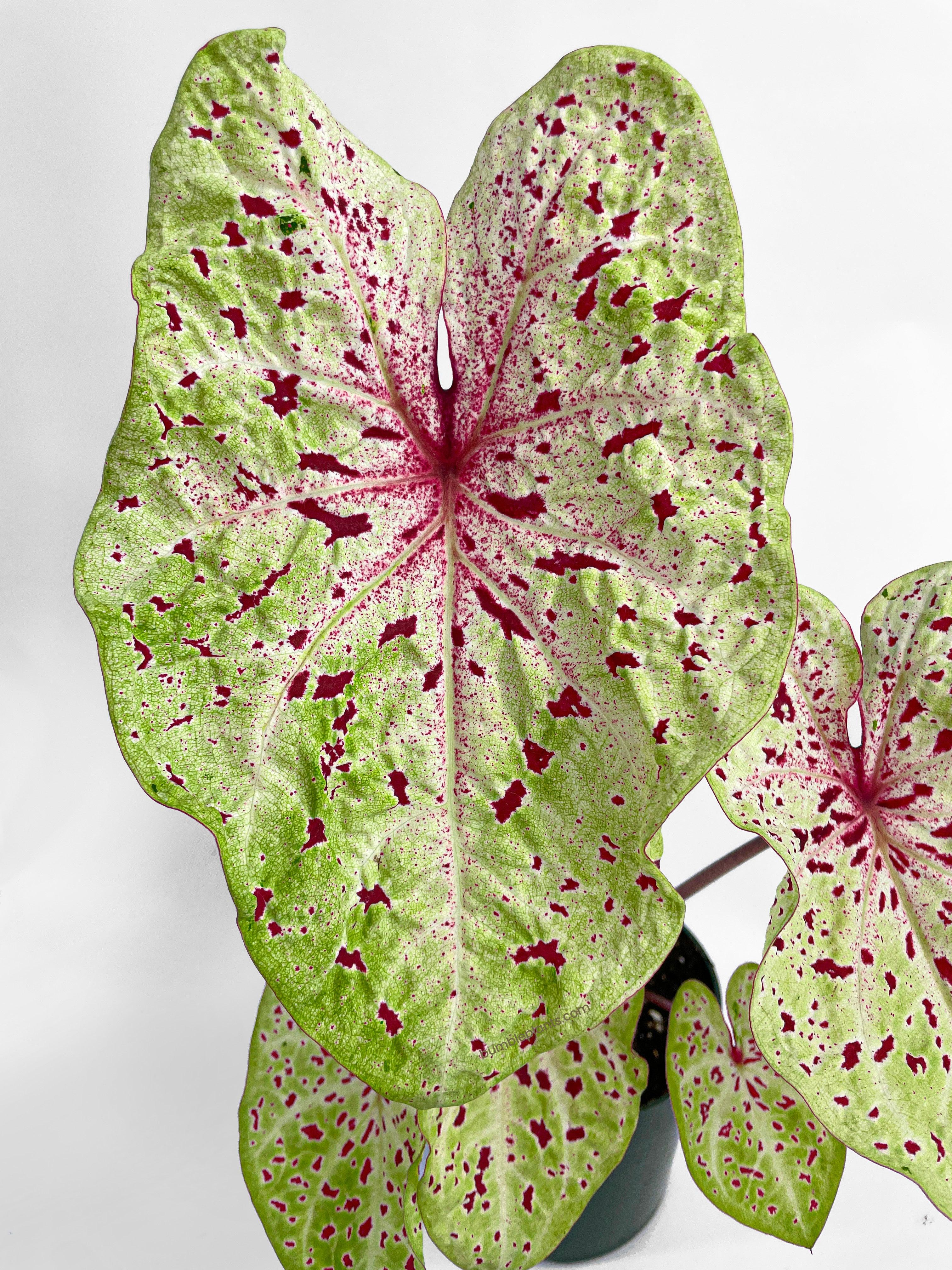 Bumble Plants Caladium Miss Muffet