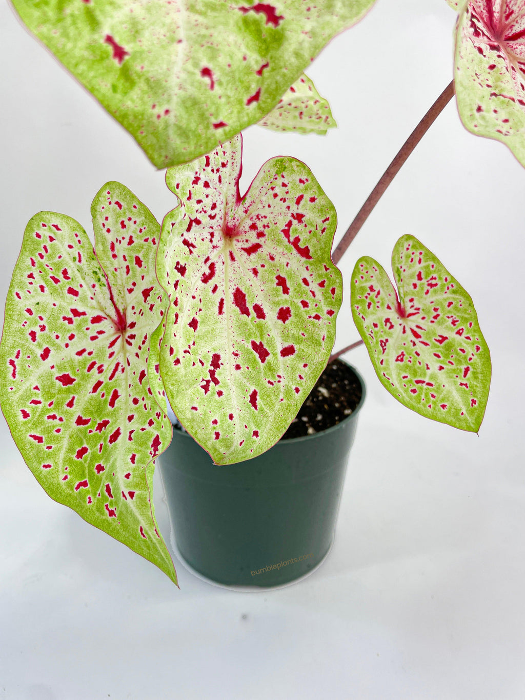 Bumble Plants Caladium Miss Muffet