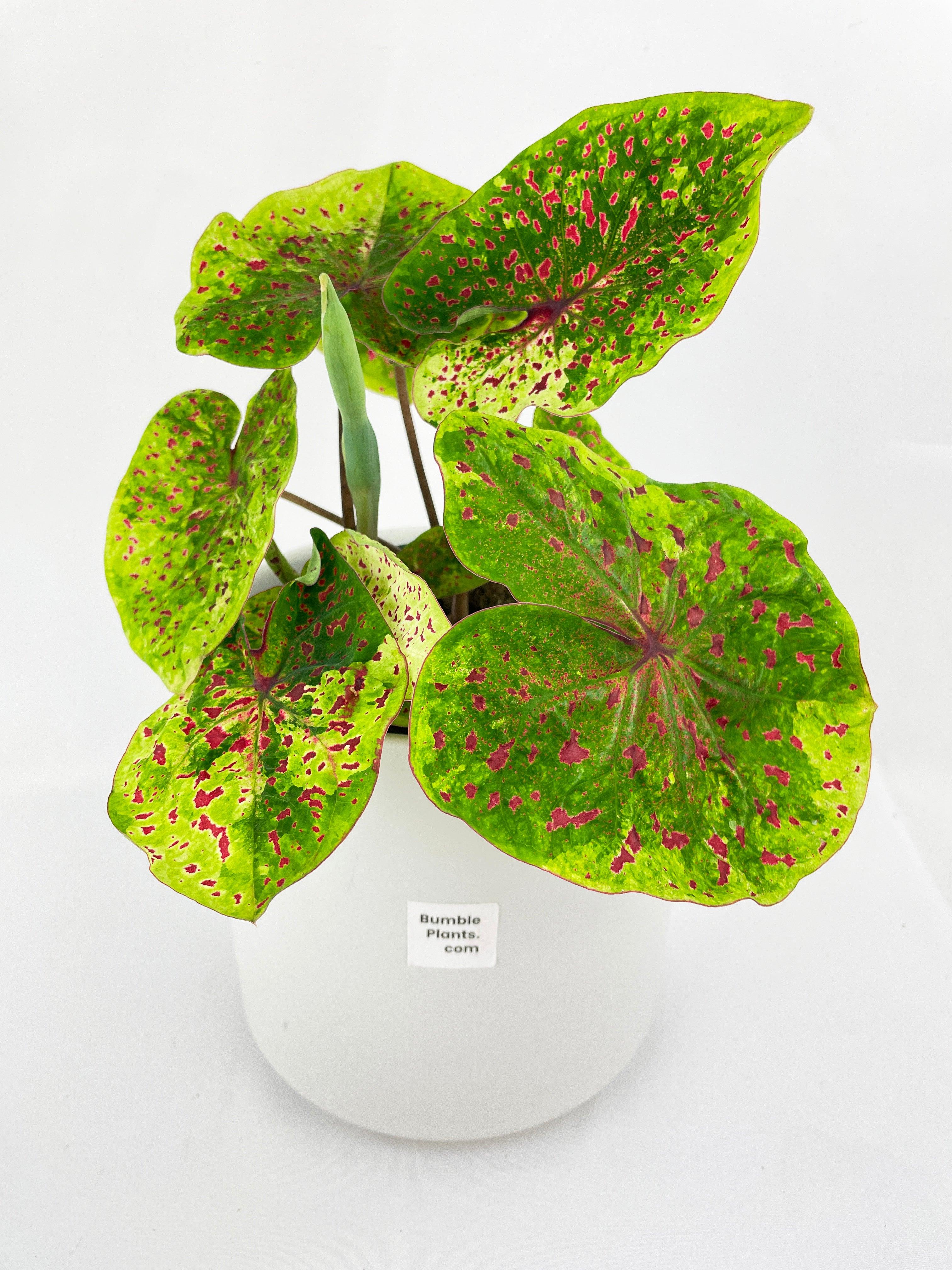 Bumble Plants Caladium Miss Muffet