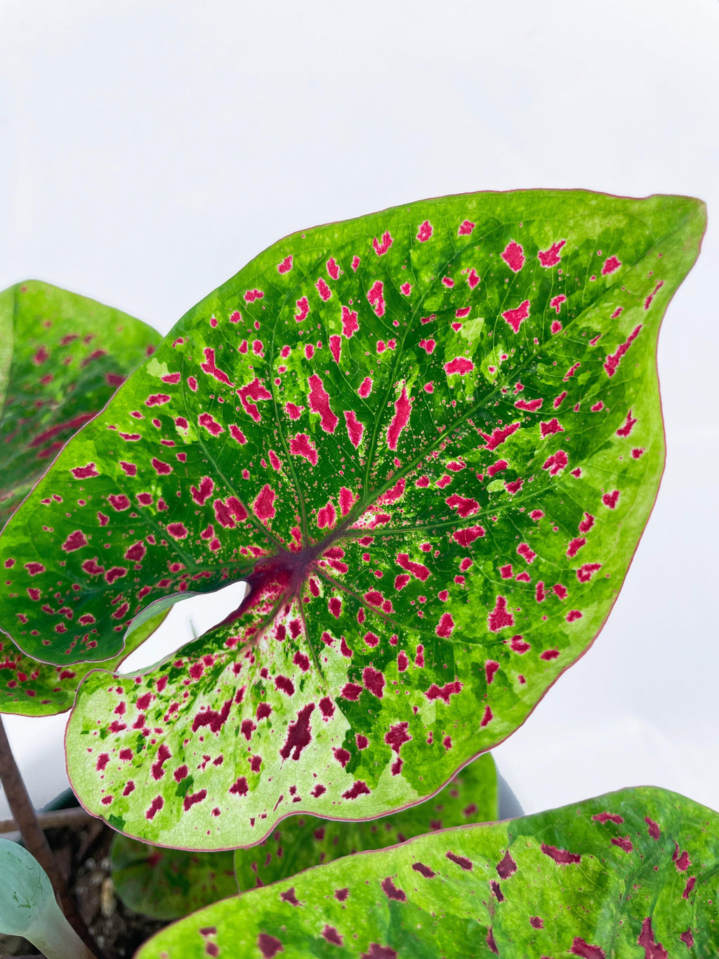 Bumble Plants Caladium Miss Muffet