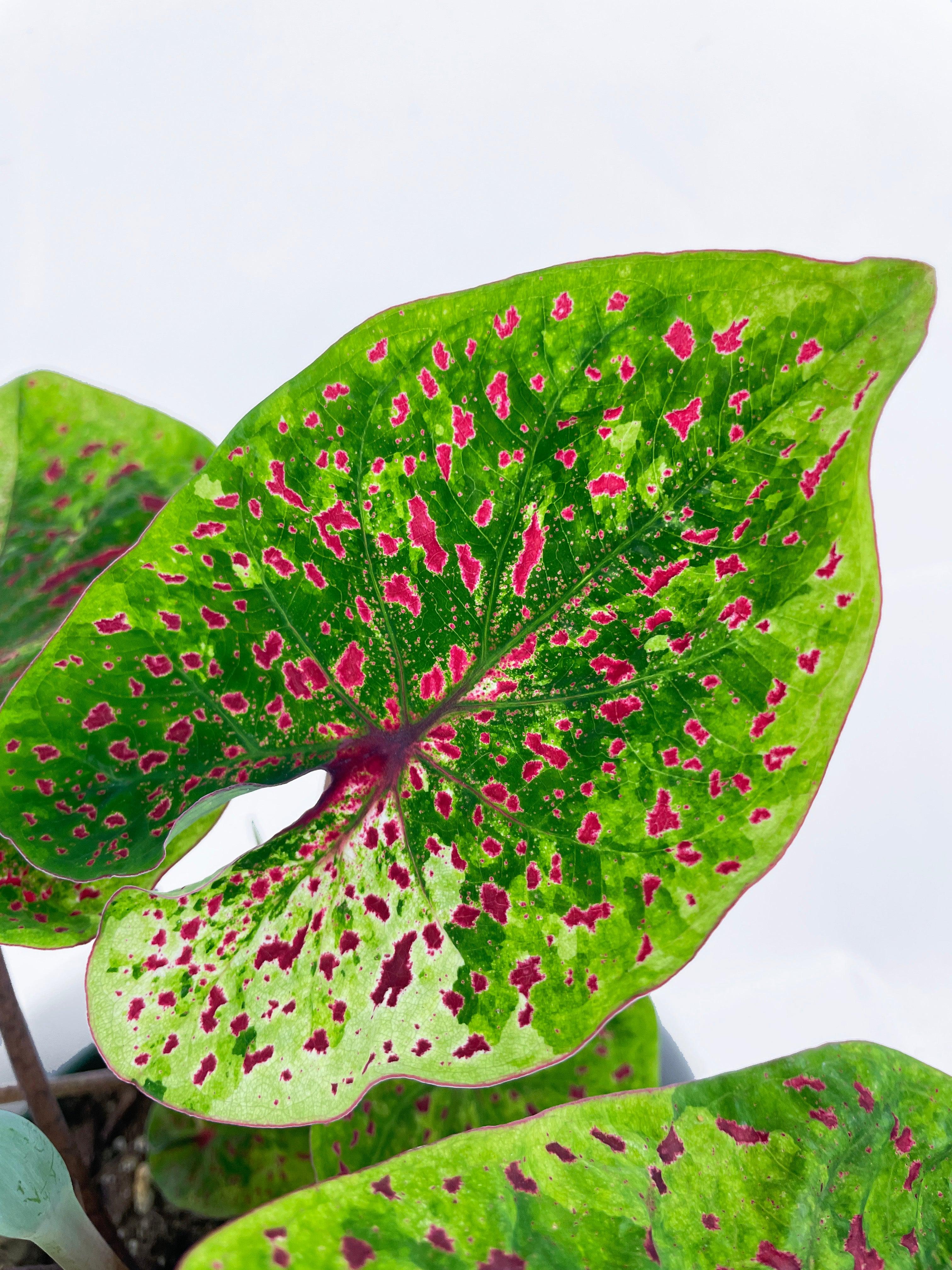Bumble Plants Caladium Miss Muffet