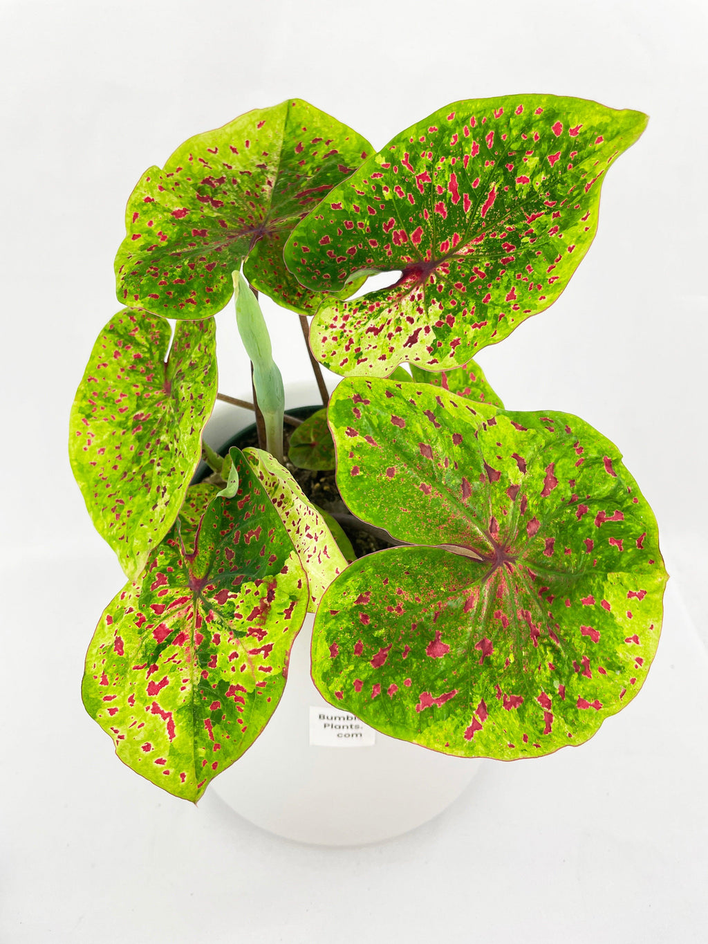 Bumble Plants Caladium Miss Muffet