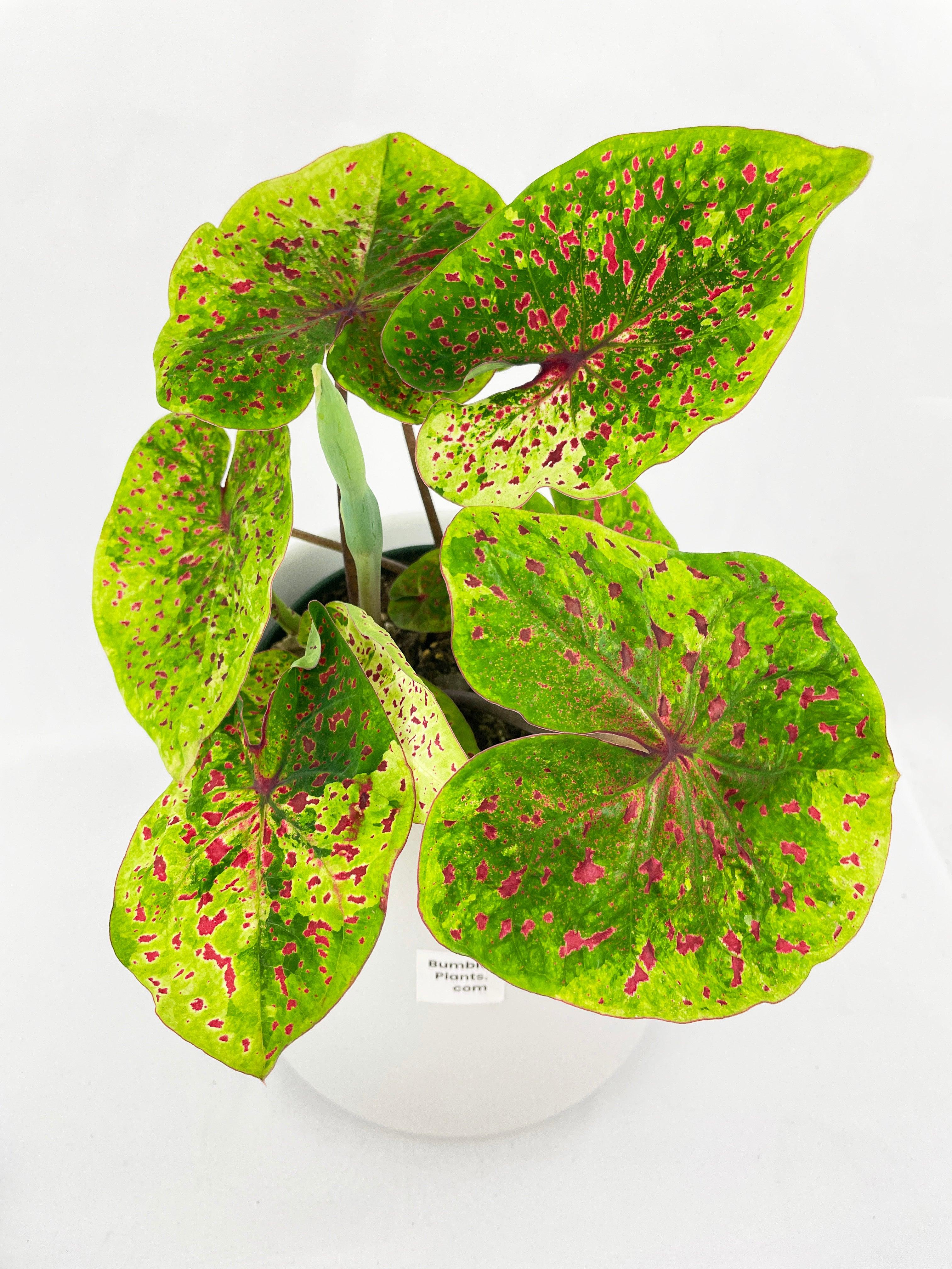 Bumble Plants Caladium Miss Muffet