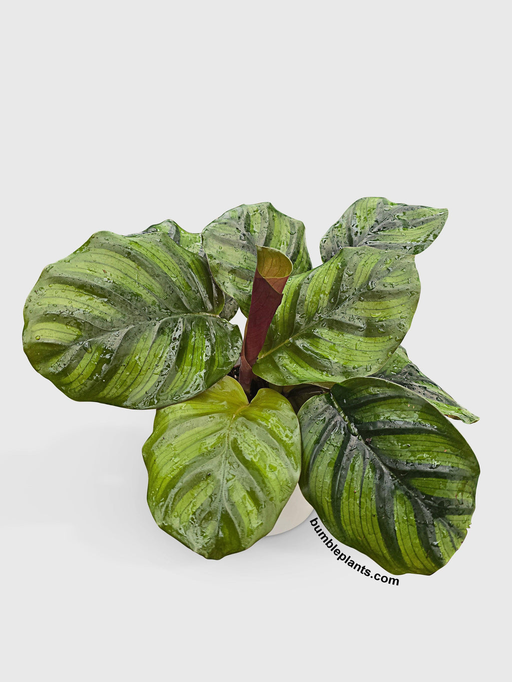 Bumble Plants Calathea Fasciata Rotundifolia