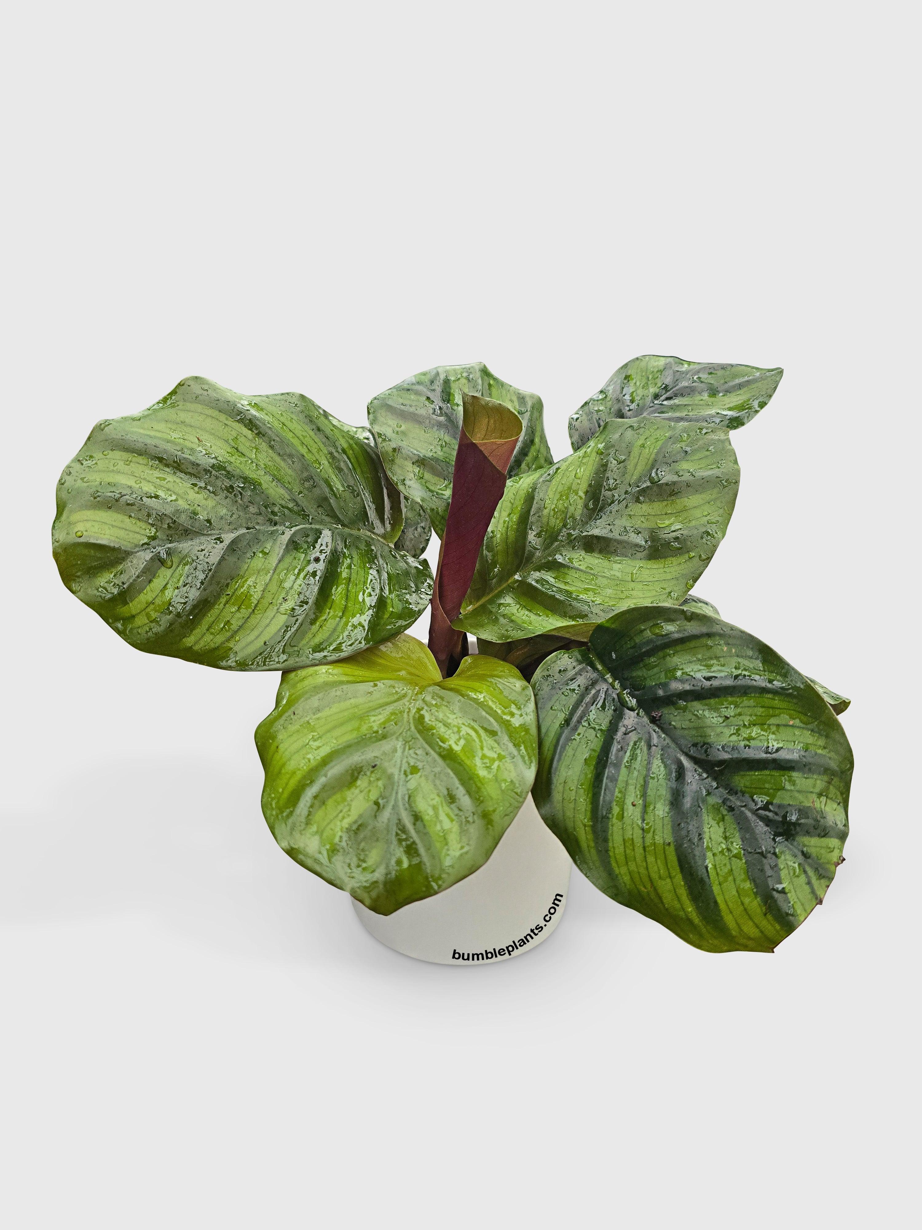 Bumble Plants Calathea Fasciata Rotundifolia
