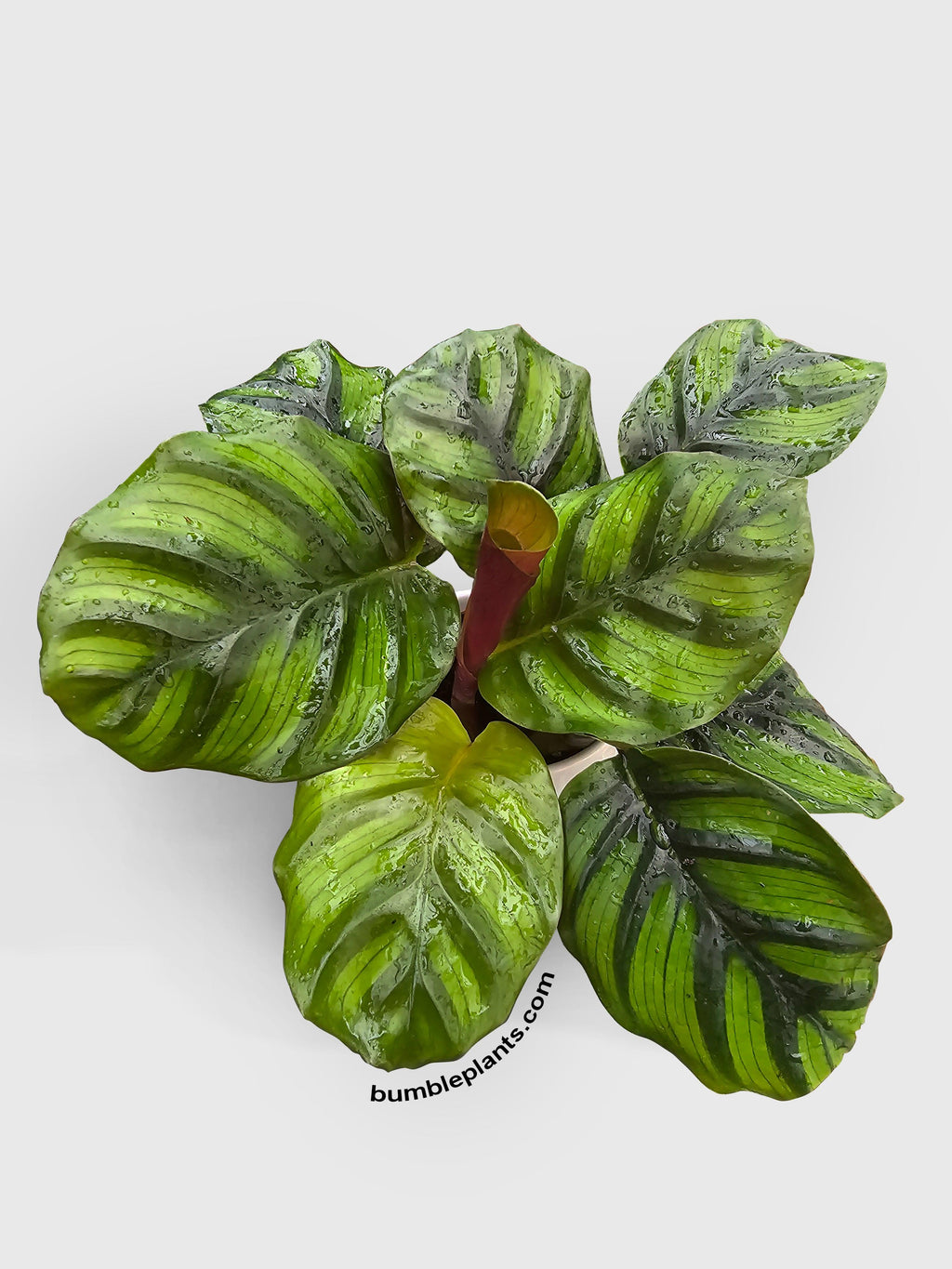 Bumble Plants Calathea Fasciata Rotundifolia