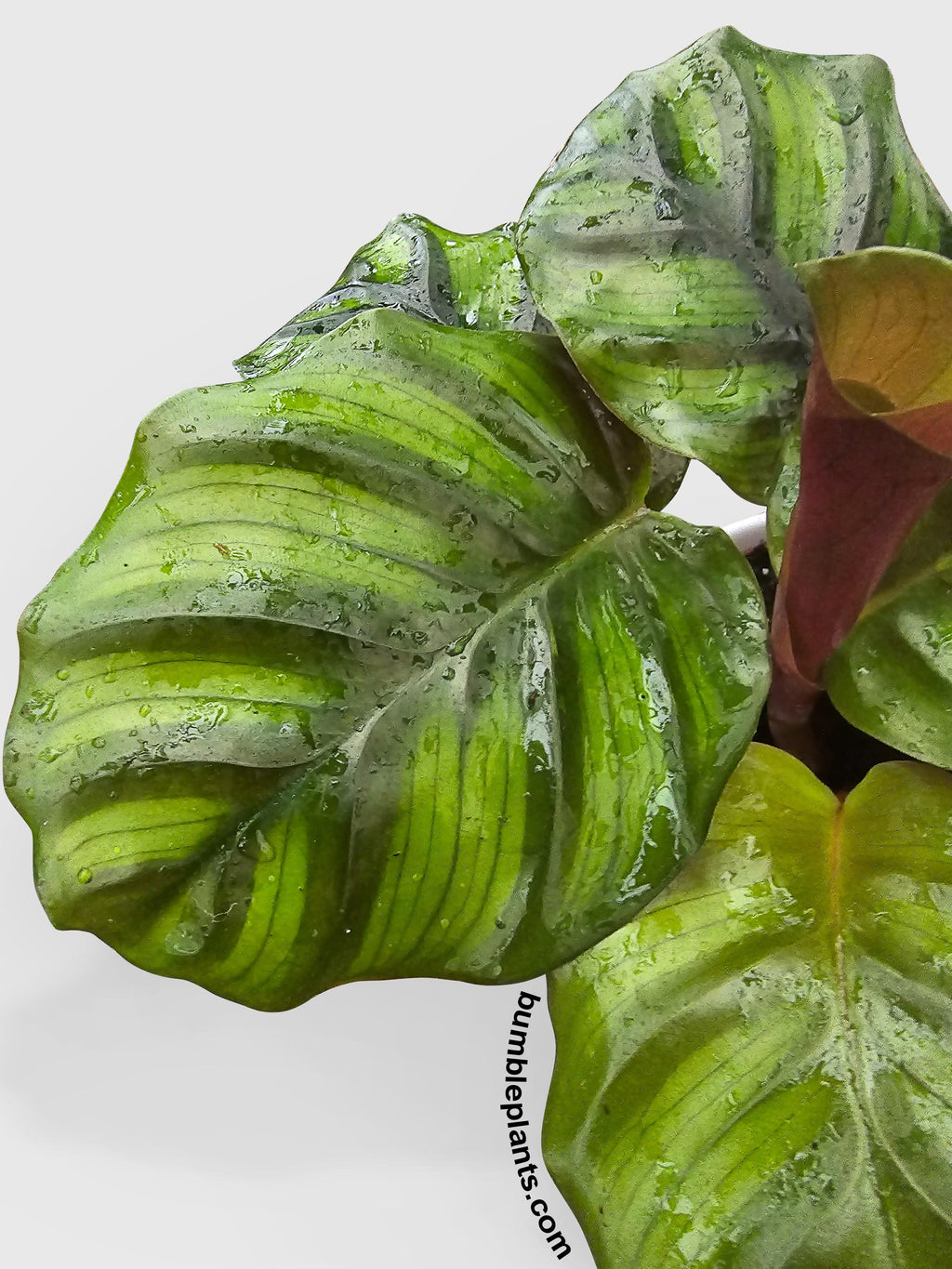 Bumble Plants Calathea Fasciata Rotundifolia