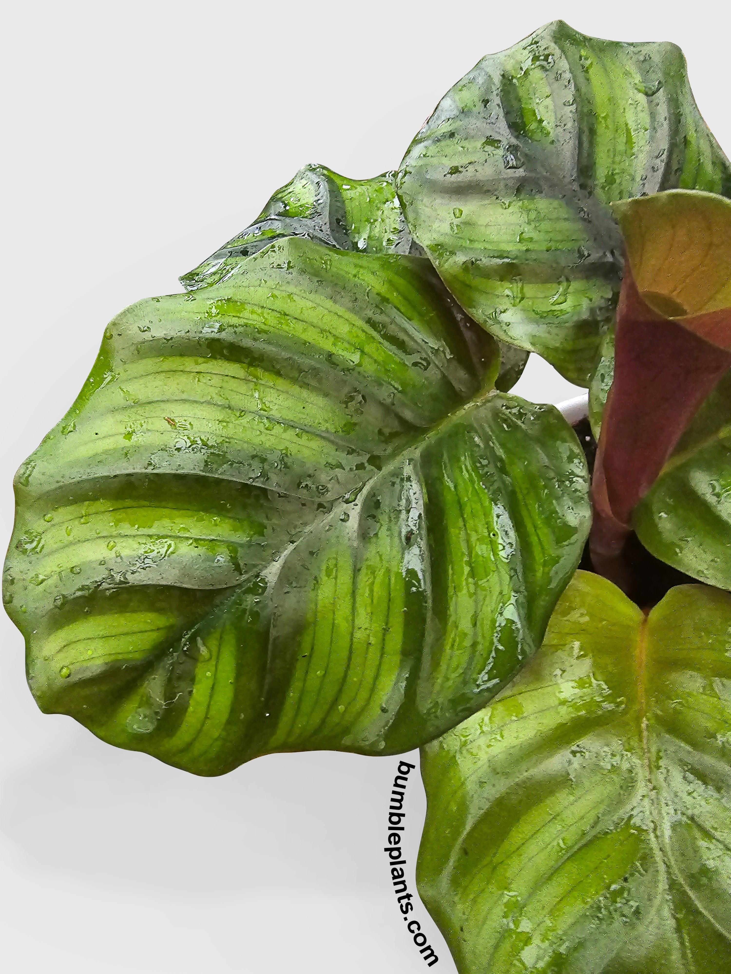 Bumble Plants Calathea Fasciata Rotundifolia