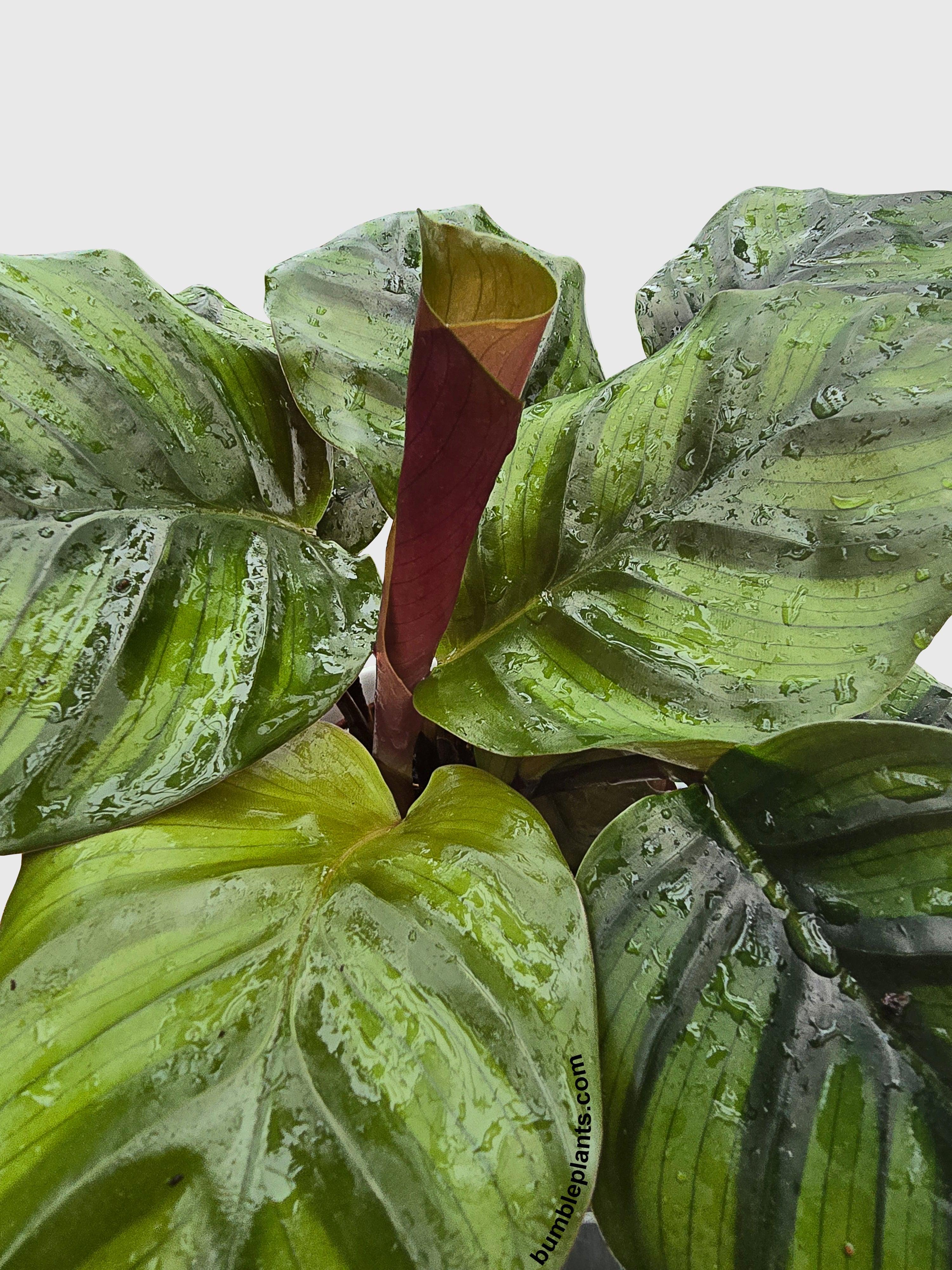 Bumble Plants Calathea Fasciata Rotundifolia