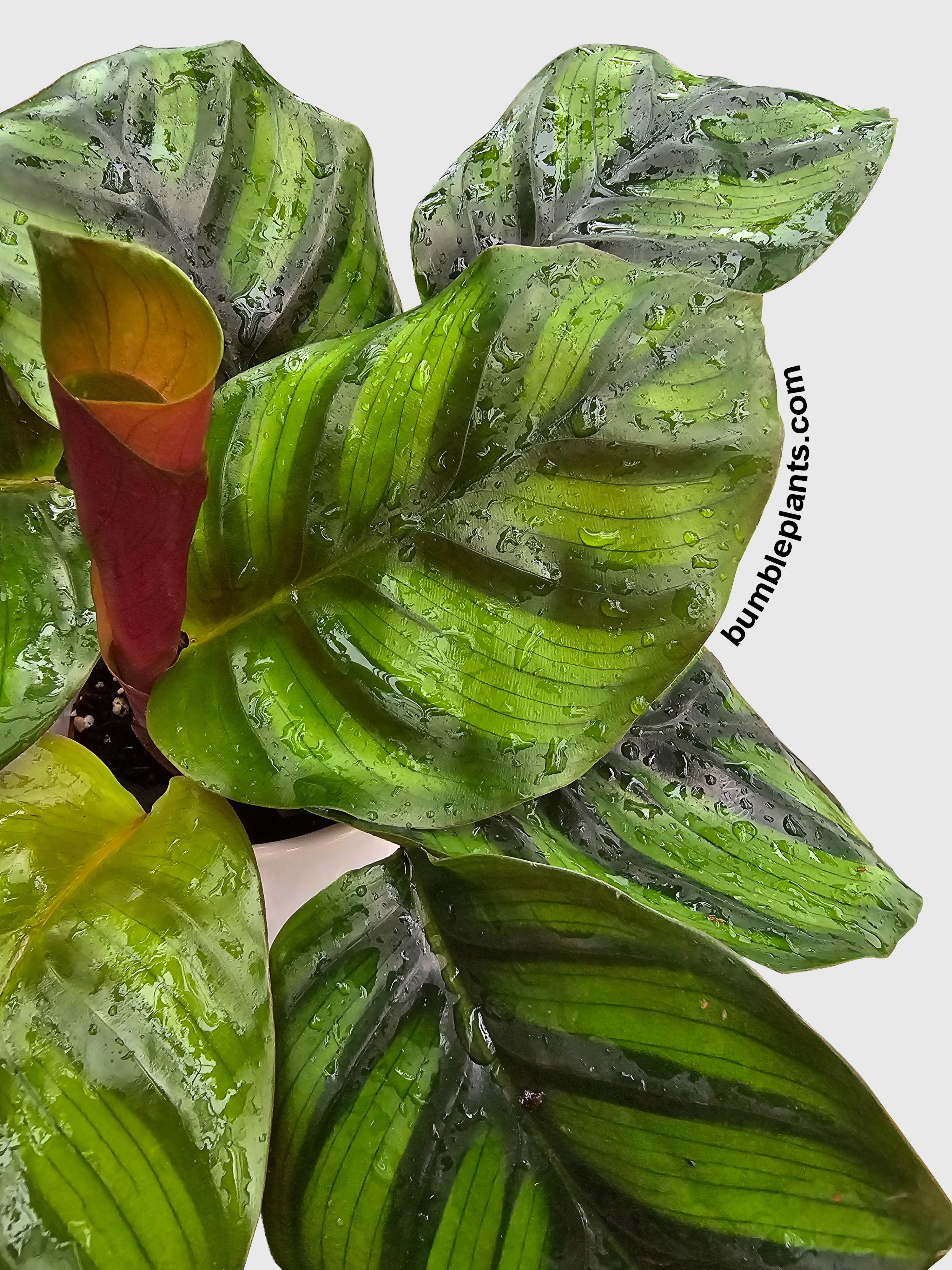 Bumble Plants Calathea Fasciata Rotundifolia