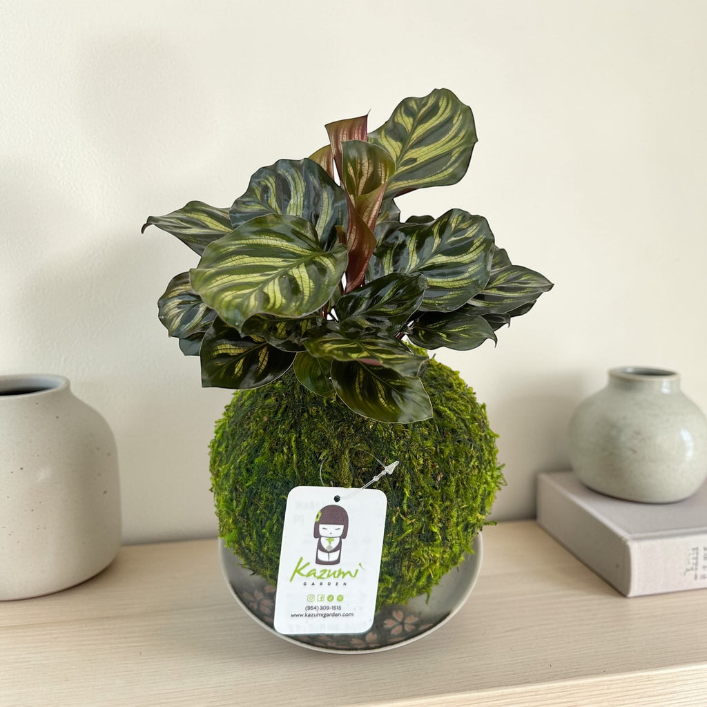Kazumi Garden Calathea Makoyana | Moss Ball Kokedama | Heirloom Boulevard