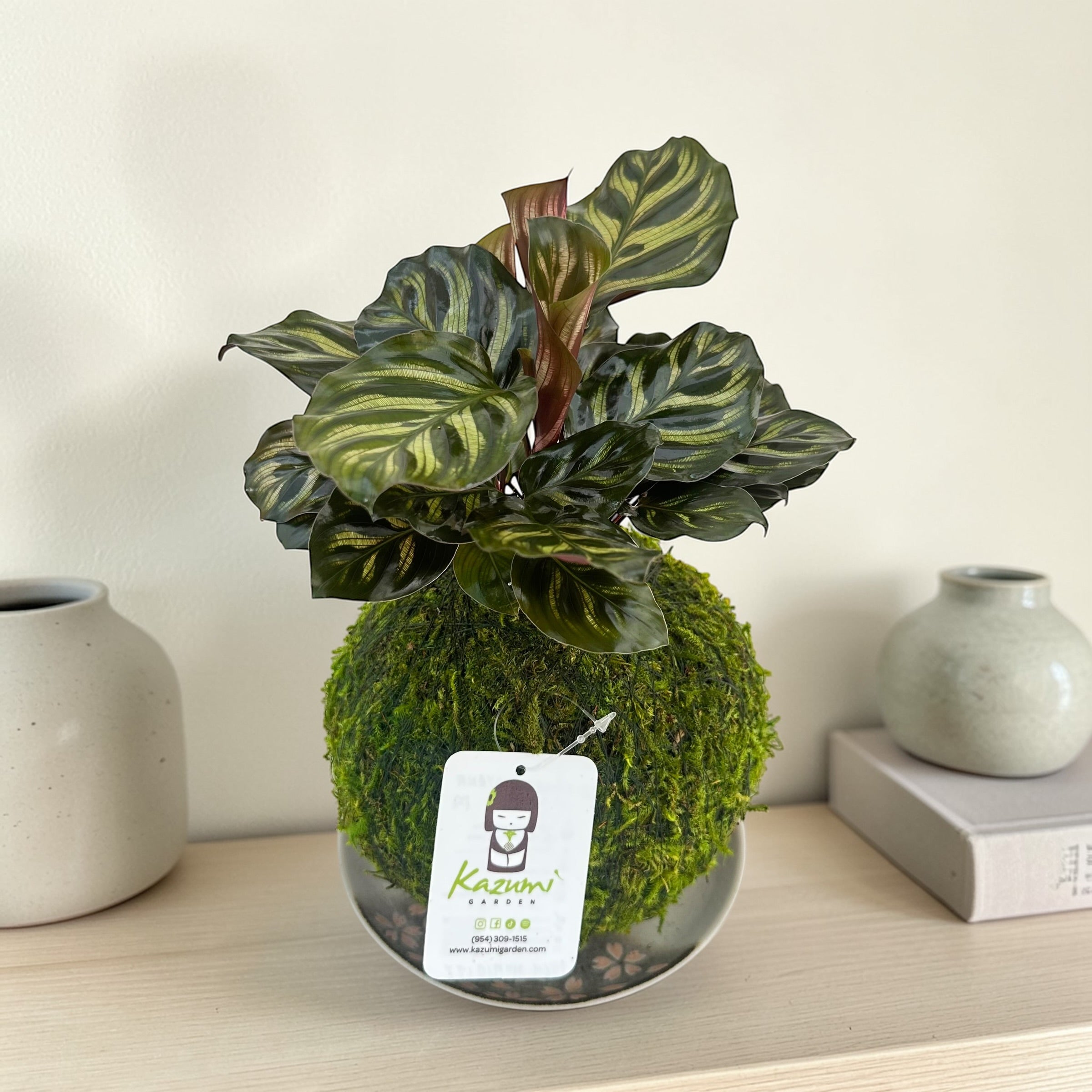Kazumi Garden Calathea Makoyana | Moss Ball Kokedama | Heirloom Boulevard