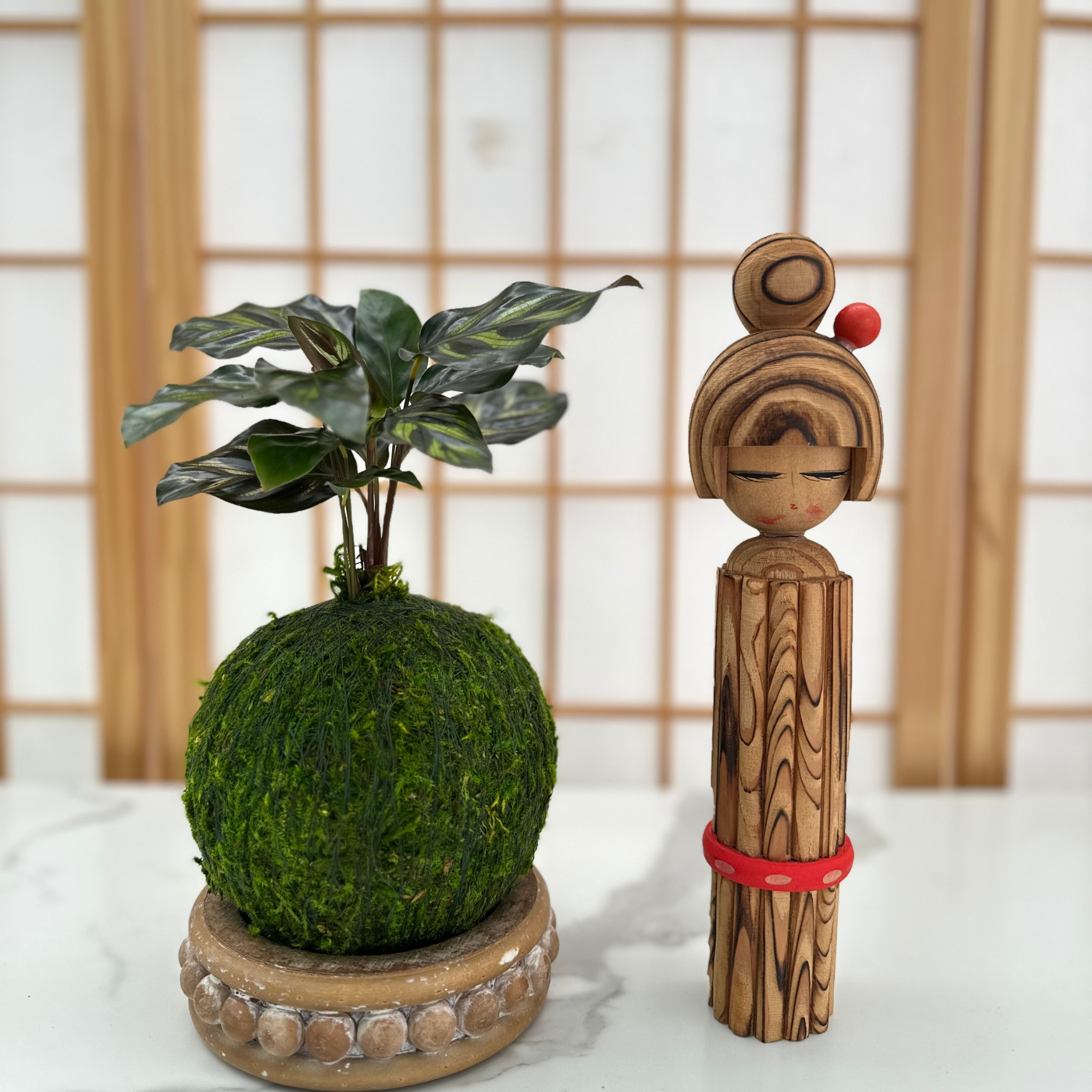 Kazumi Garden Calathea Makoyana | Moss Ball Kokedama Small | Heirloom Boulevard