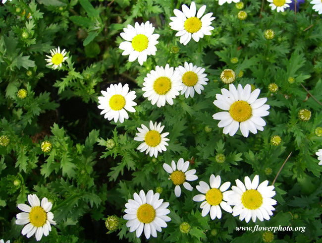 Seattle Seed Company Chamomile - German | Heirloom Boulevard