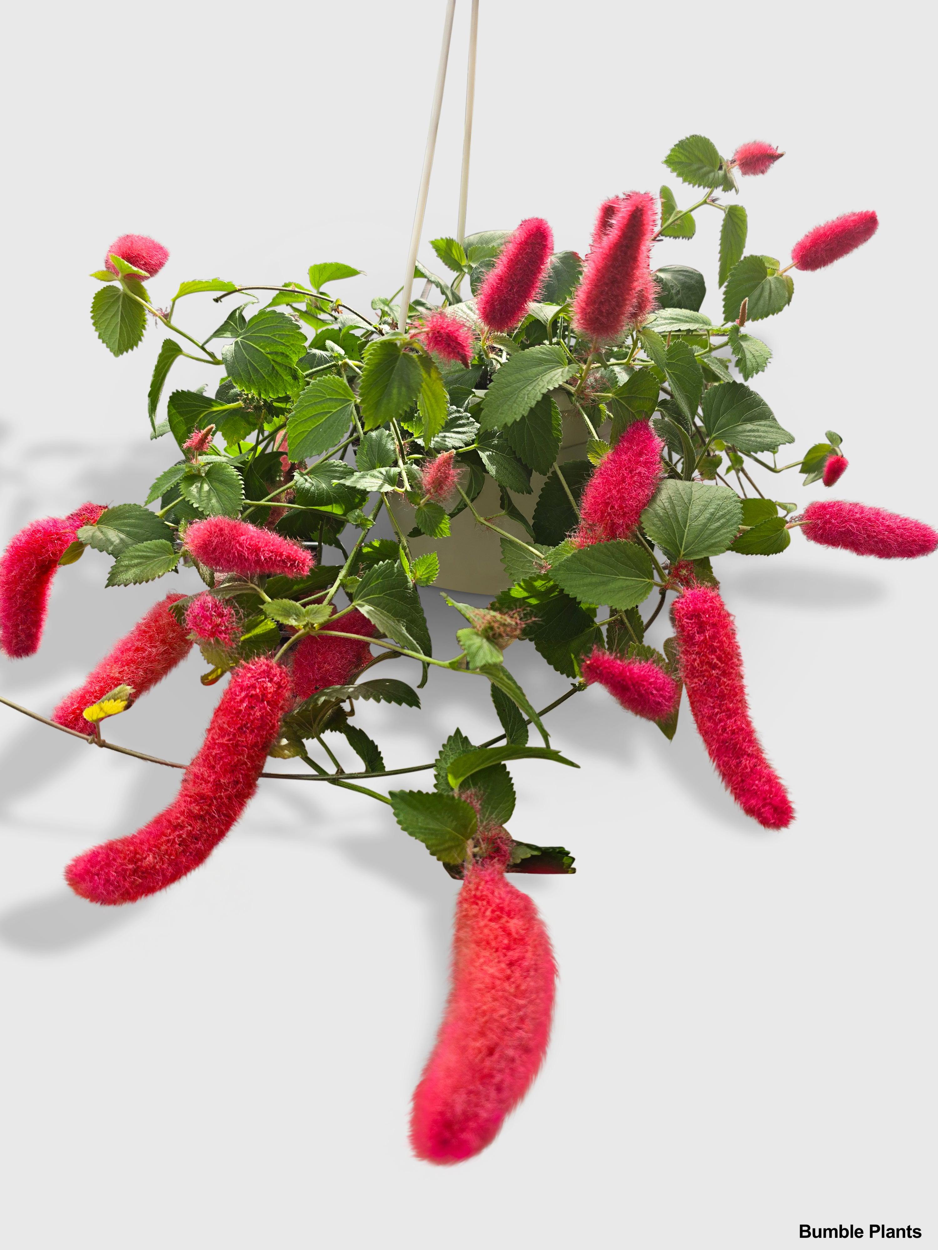 Bumble Plants Chenille Acalypha Hispida 'Red Hot Cat's Tail'