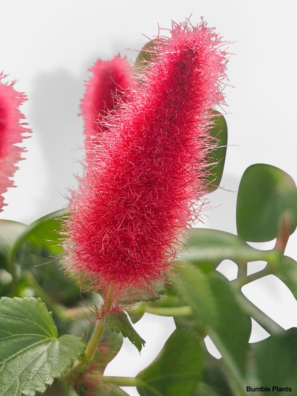 Bumble Plants Chenille Acalypha Hispida 'Red Hot Cat's Tail'