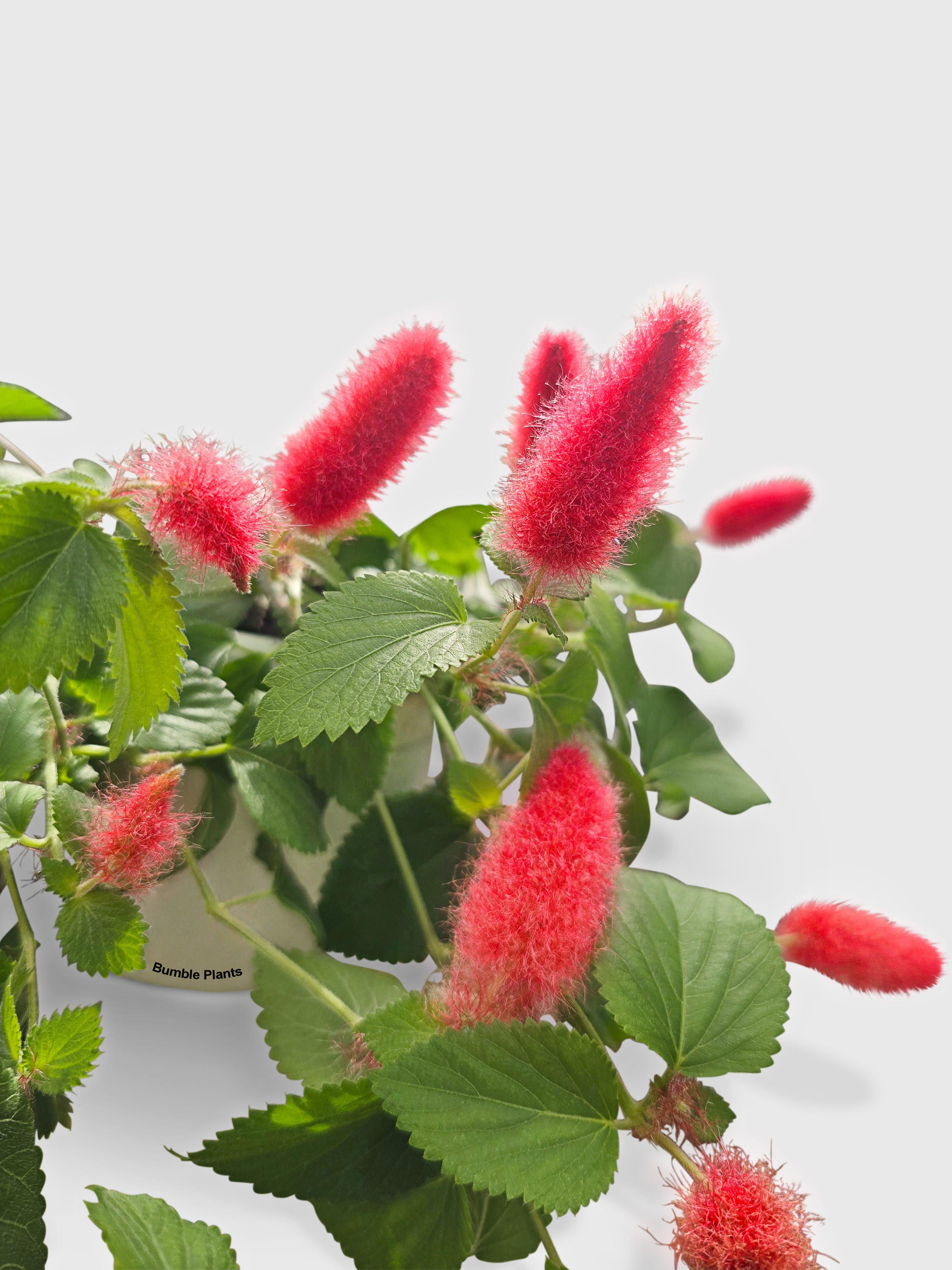 Bumble Plants Chenille Acalypha Hispida 'Red Hot Cat's Tail'