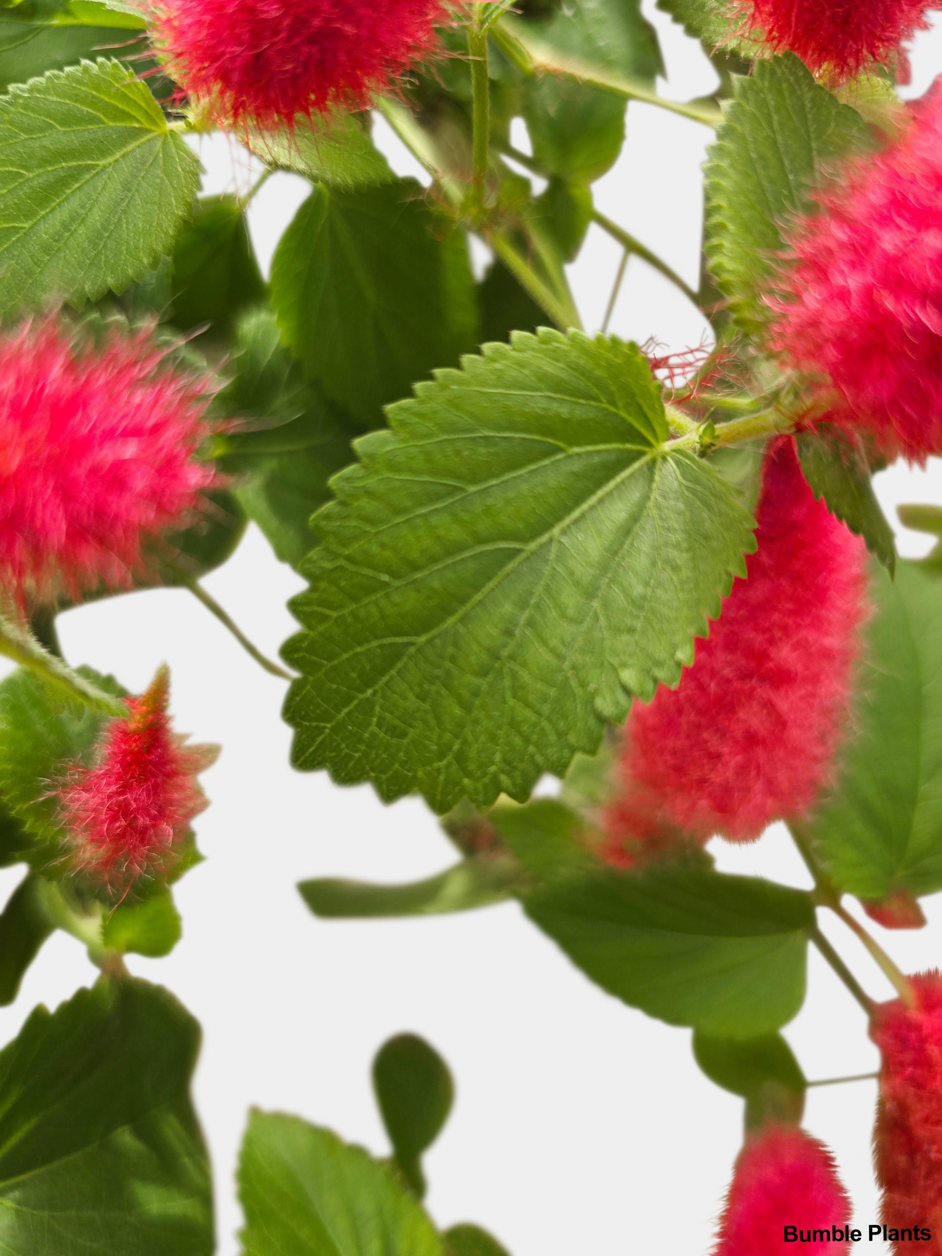 Bumble Plants Chenille Acalypha Hispida 'Red Hot Cat's Tail'