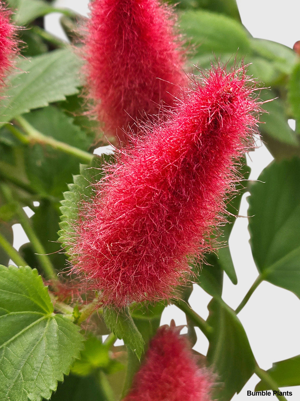 Bumble Plants Chenille Acalypha Hispida 'Red Hot Cat's Tail'
