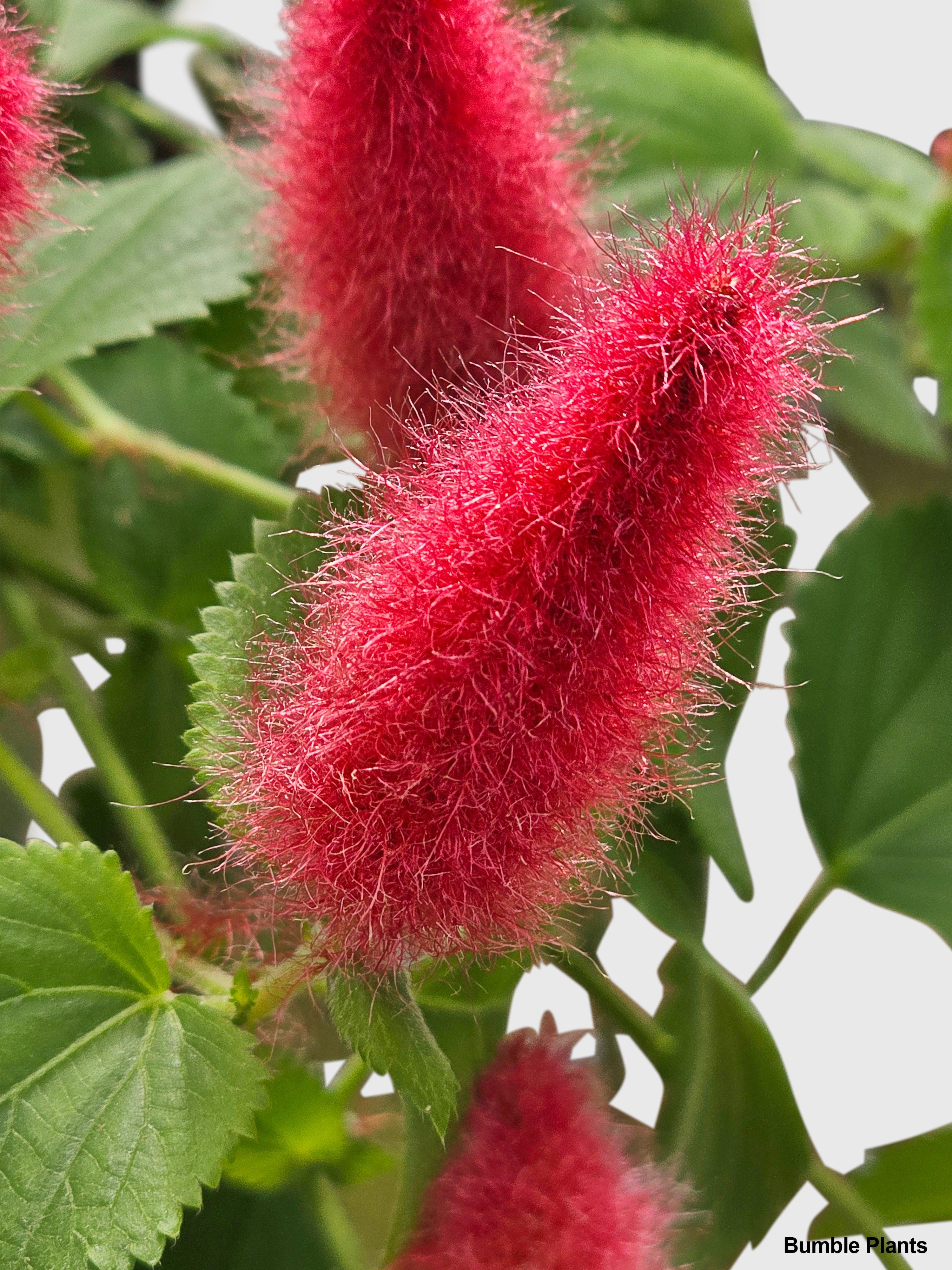 Bumble Plants Chenille Acalypha Hispida 'Red Hot Cat's Tail'