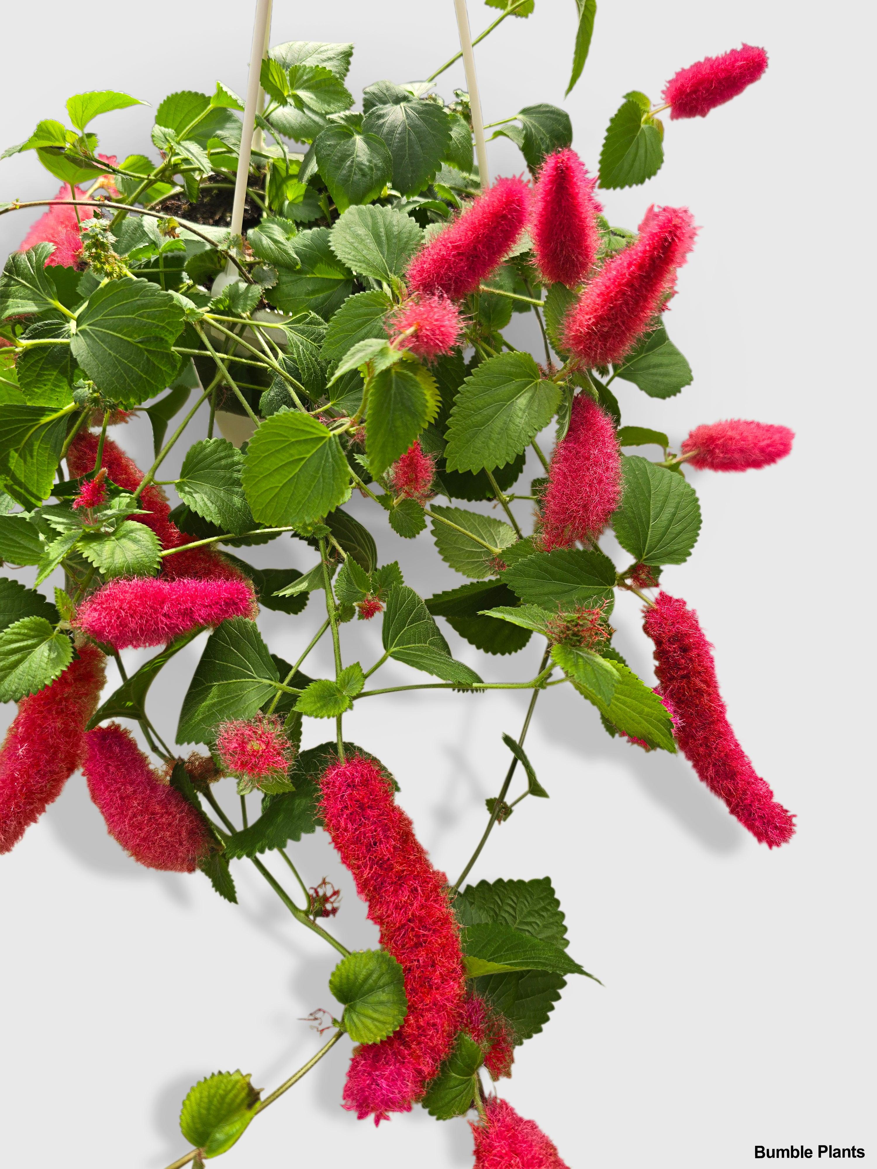 Bumble Plants Chenille Acalypha Hispida 'Red Hot Cat's Tail'