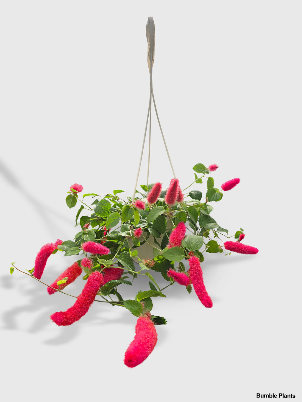 Bumble Plants Chenille Acalypha Hispida 'Red Hot Cat's Tail'