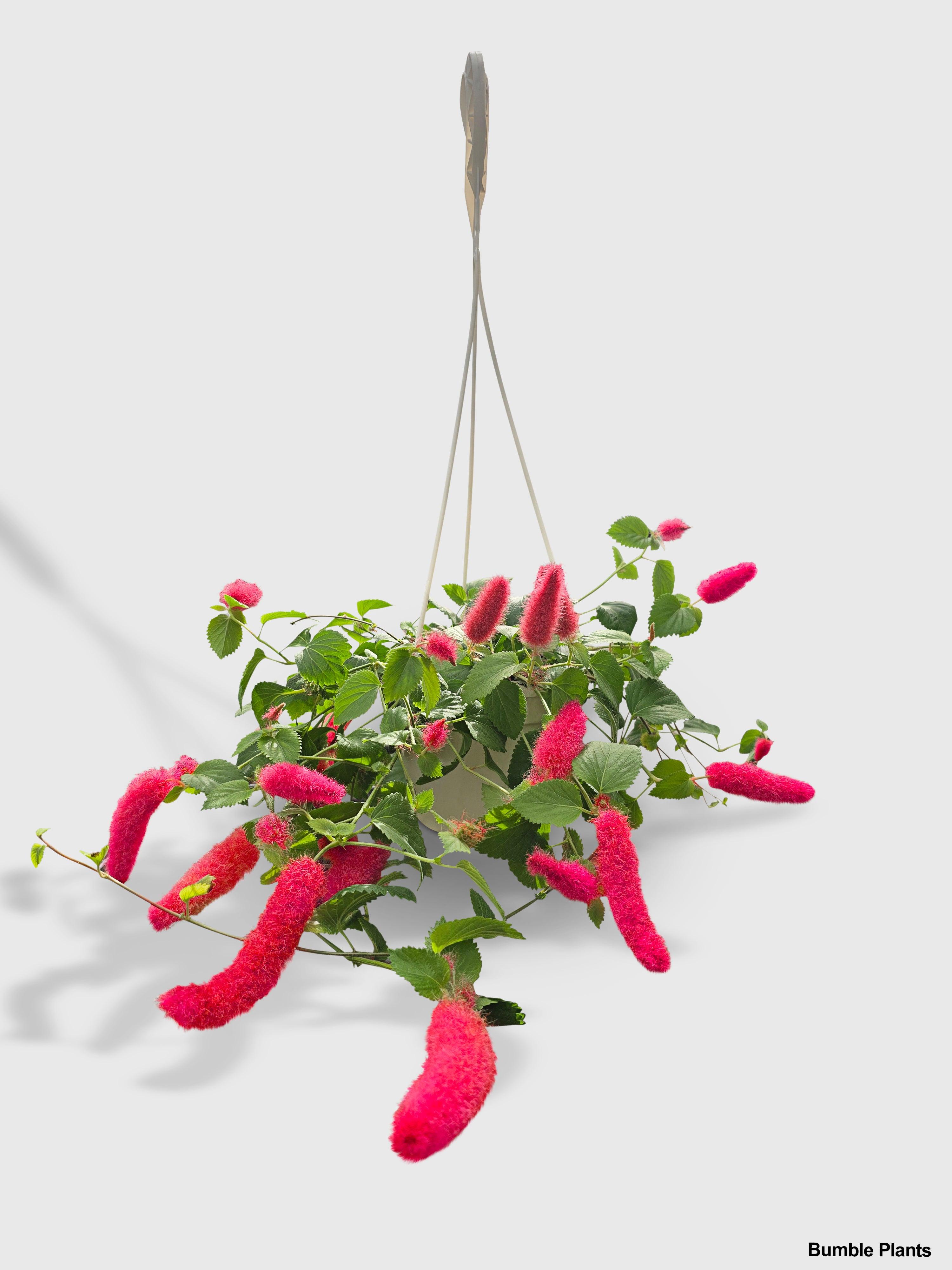Bumble Plants Chenille Acalypha Hispida 'Red Hot Cat's Tail'