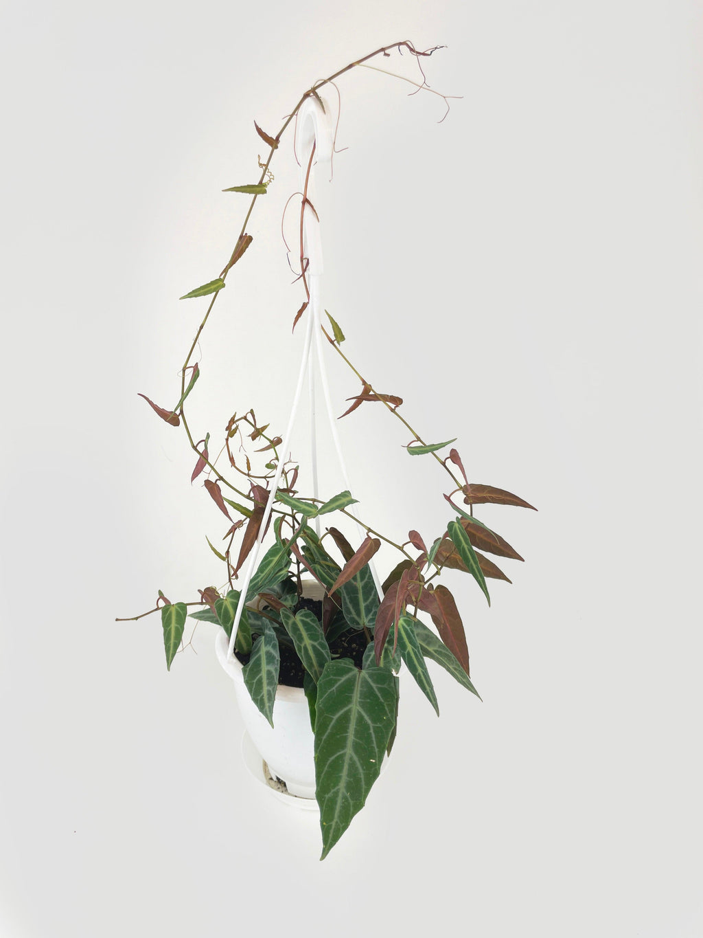 Cissus Amazonica | Heirloom Boulevard