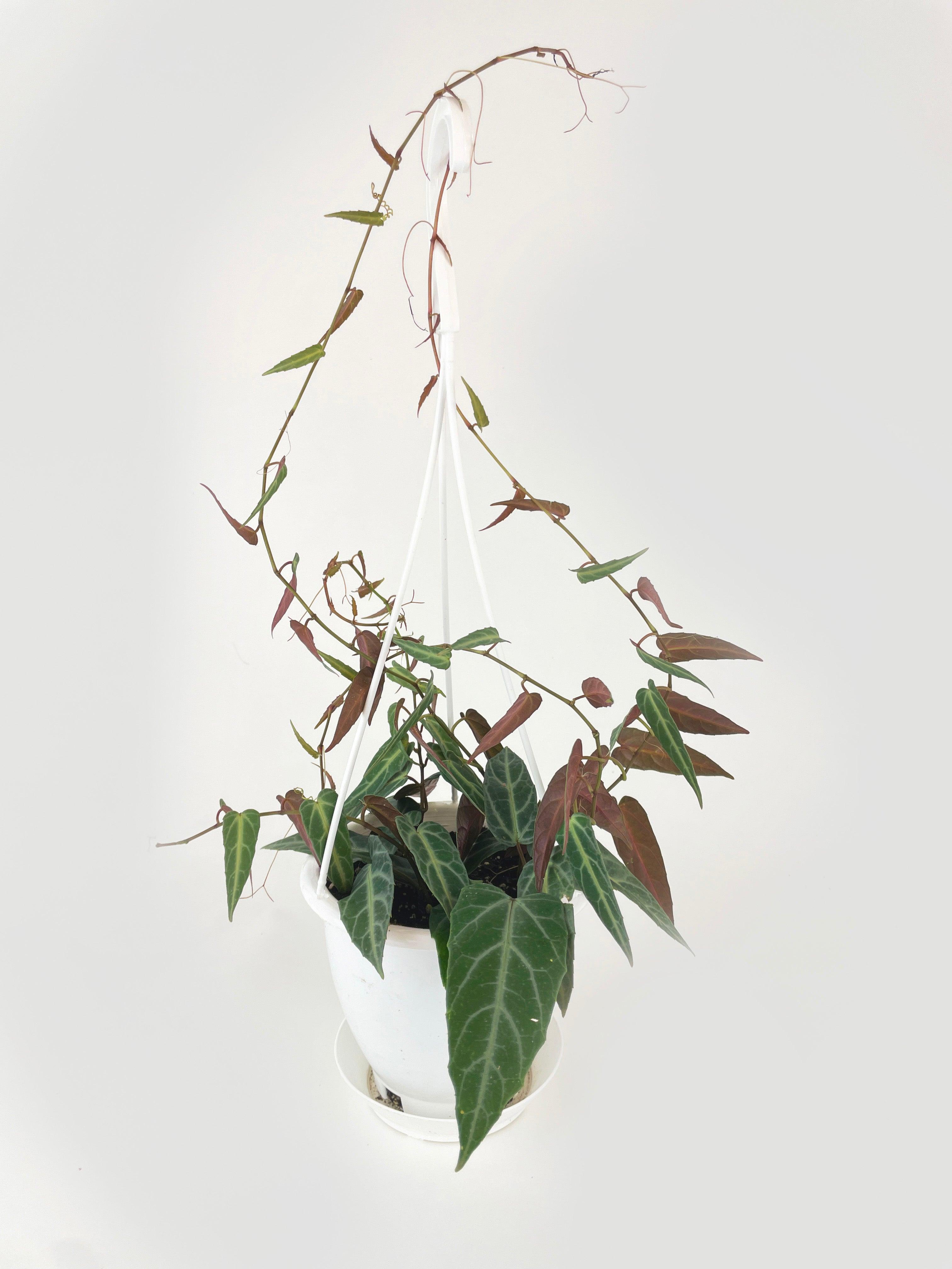 Cissus Amazonica | Heirloom Boulevard
