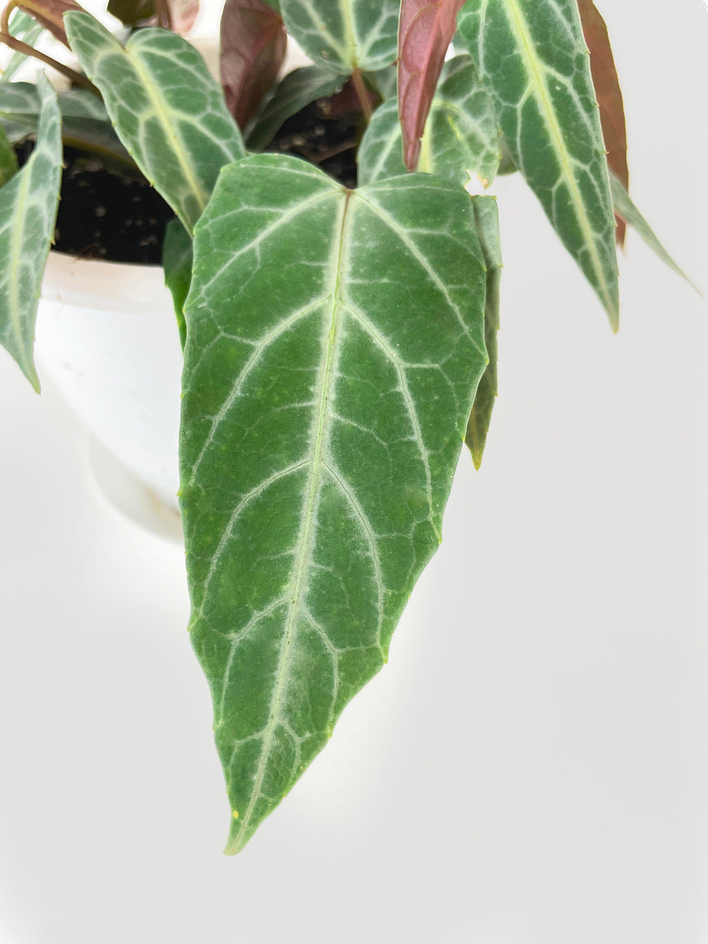 Cissus Amazonica | Heirloom Boulevard