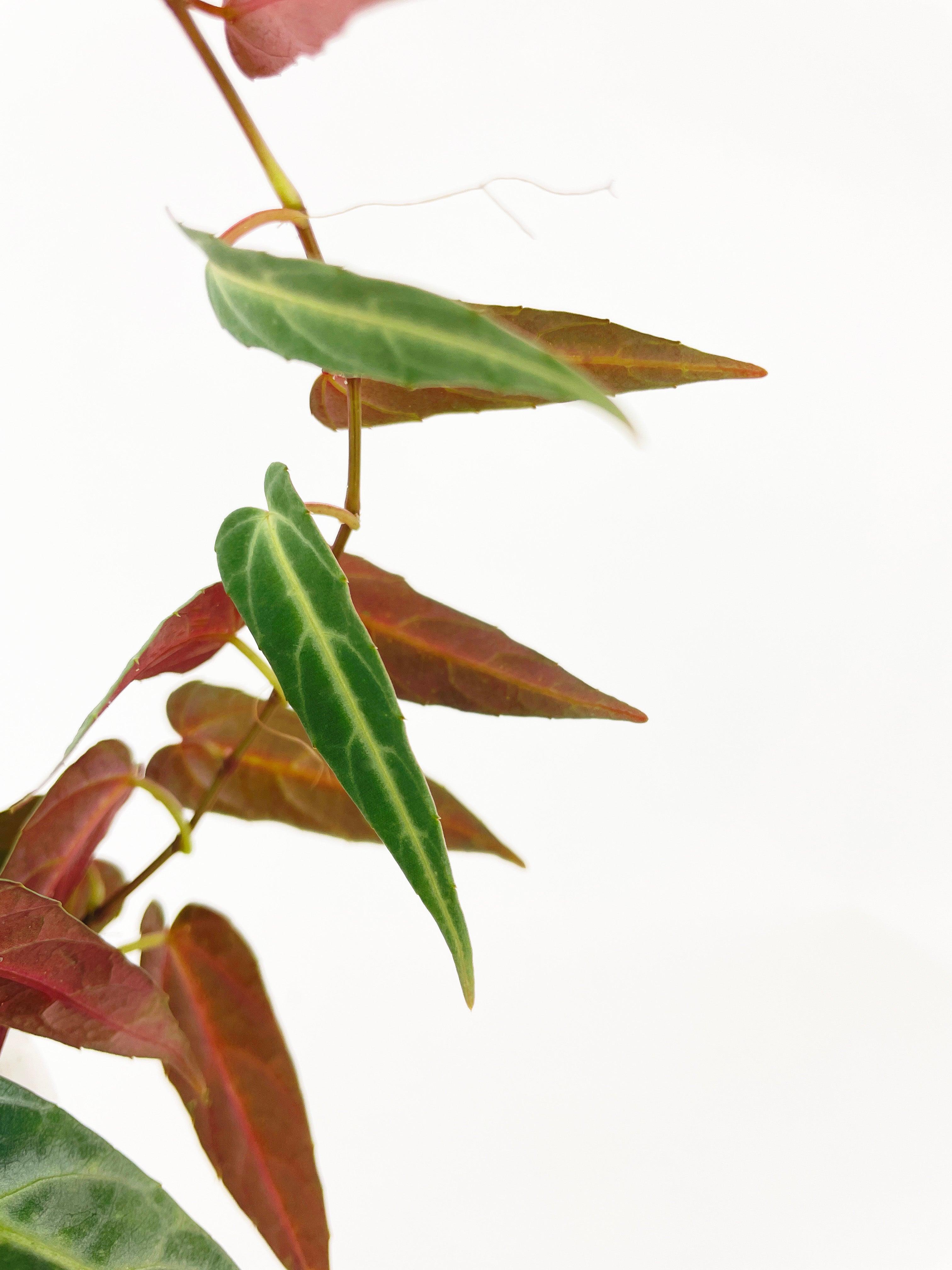 Cissus Amazonica | Heirloom Boulevard