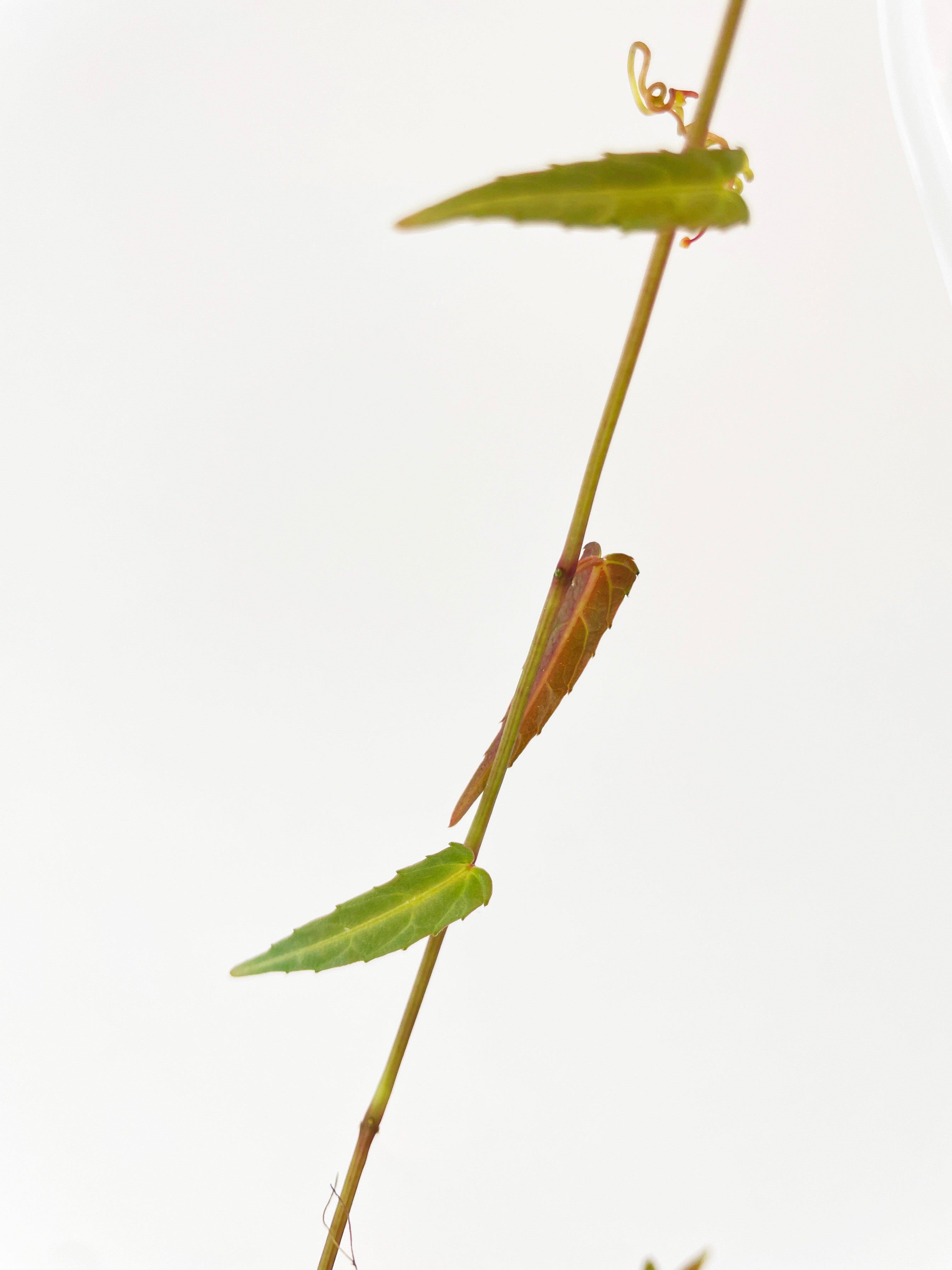 Cissus Amazonica | Heirloom Boulevard