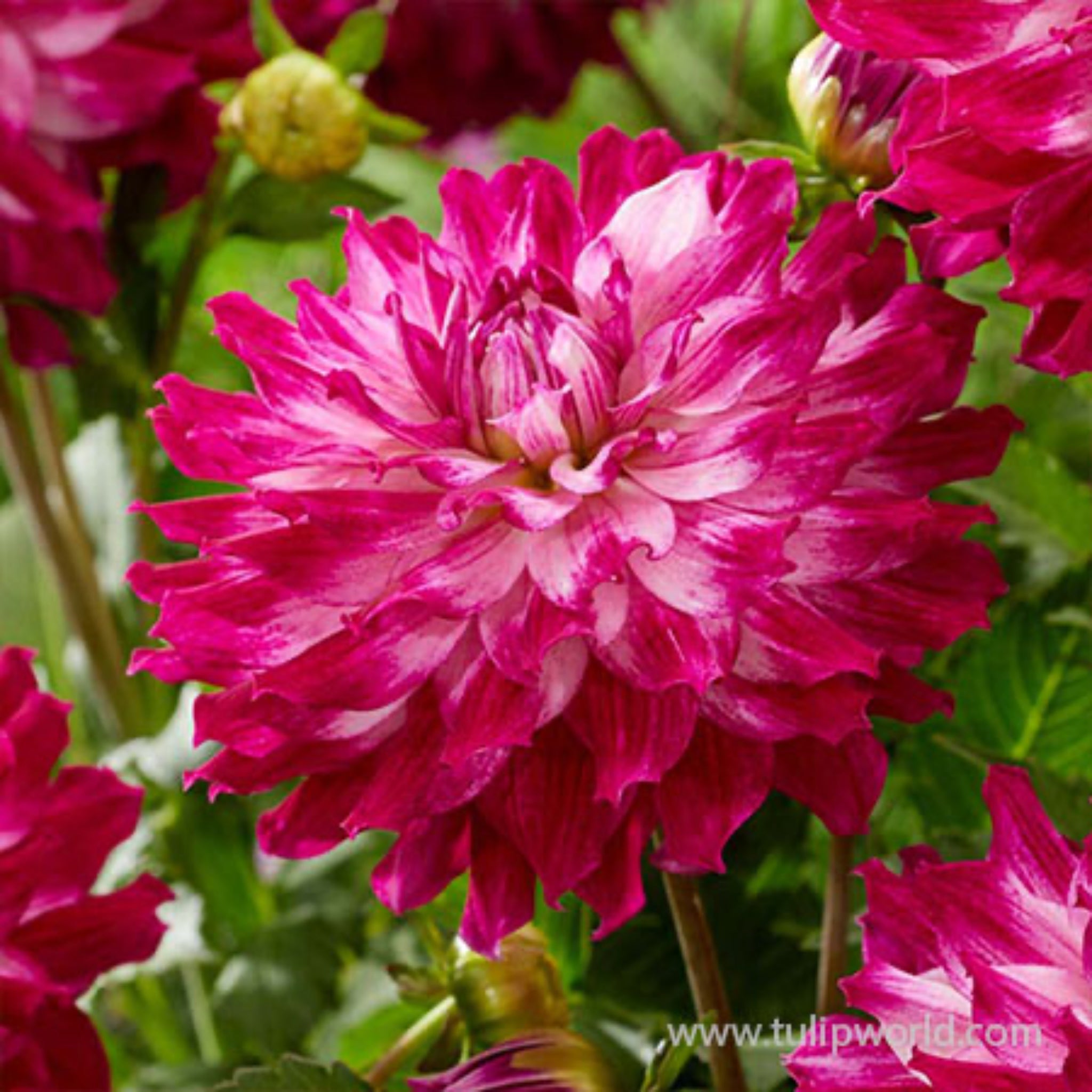 Cloudy Sky Dahlia Bulbs | Heirloom Boulevard