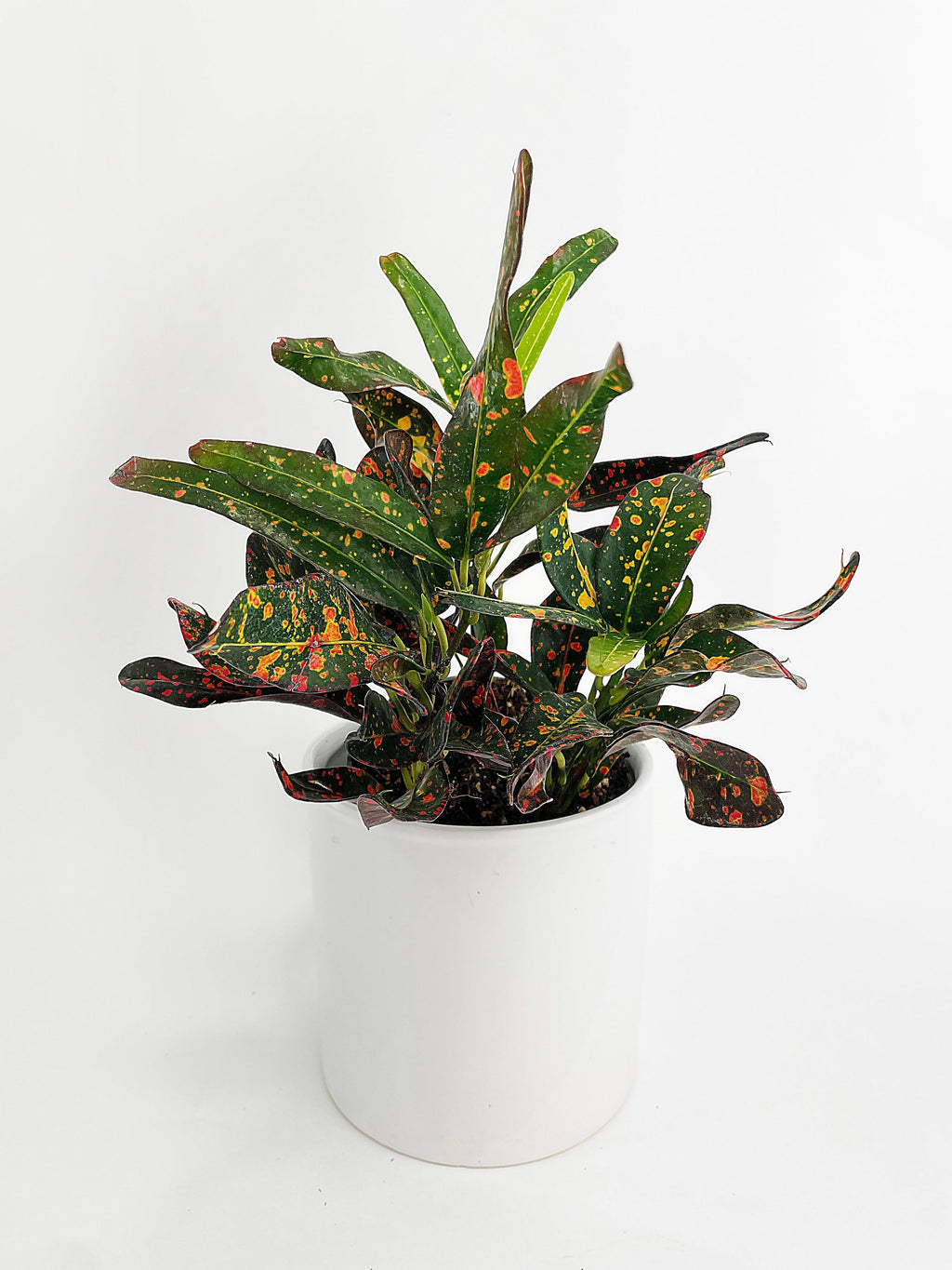 Codiaeum Variegatum 'Red Spot' Croton | Heirloom Boulevard