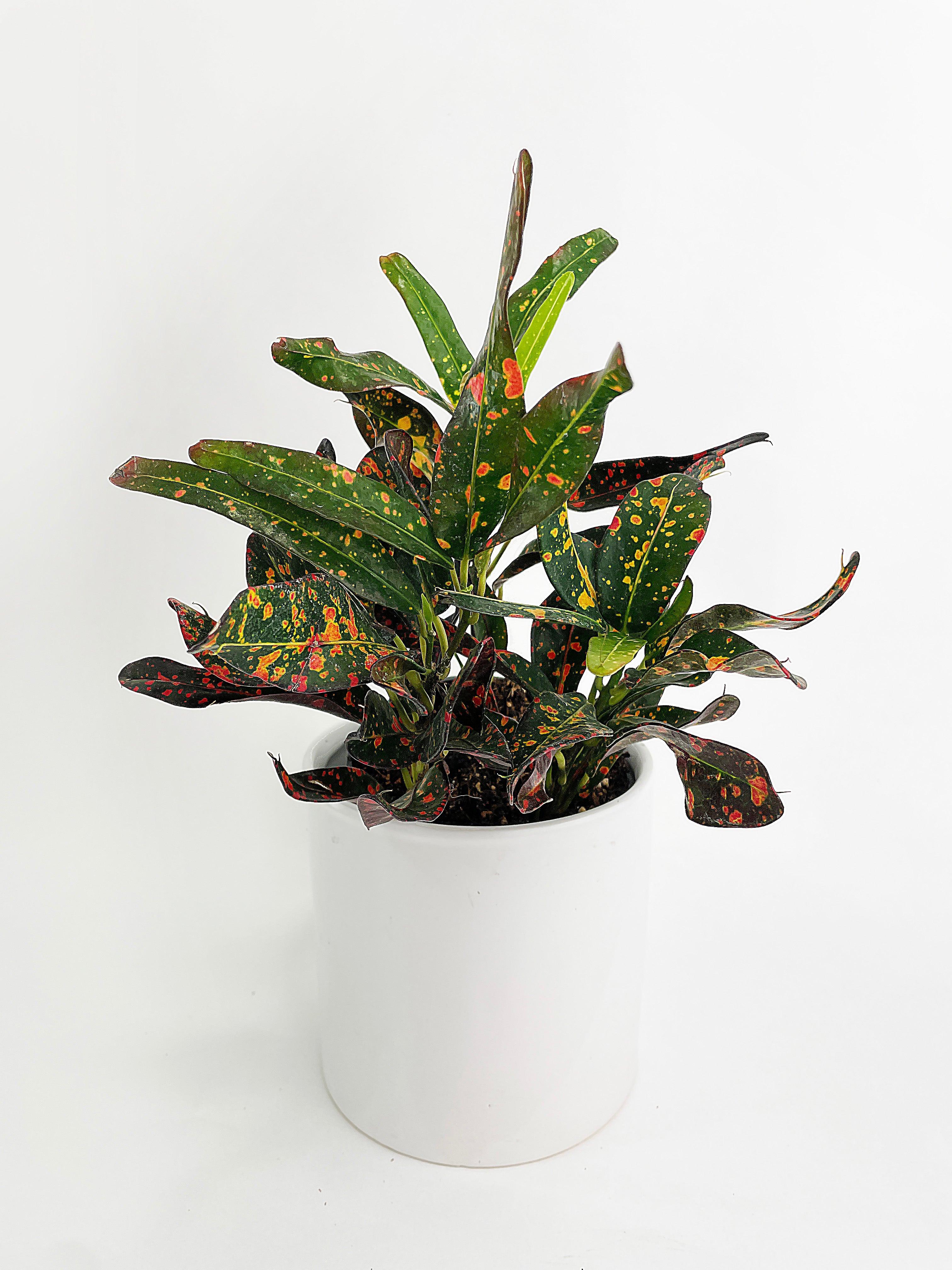 Codiaeum Variegatum 'Red Spot' Croton | Heirloom Boulevard