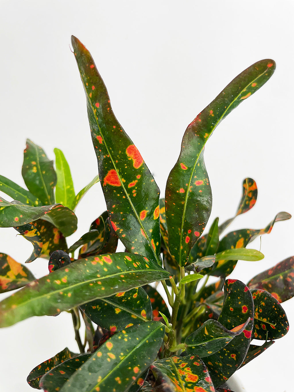Codiaeum Variegatum 'Red Spot' Croton | Heirloom Boulevard