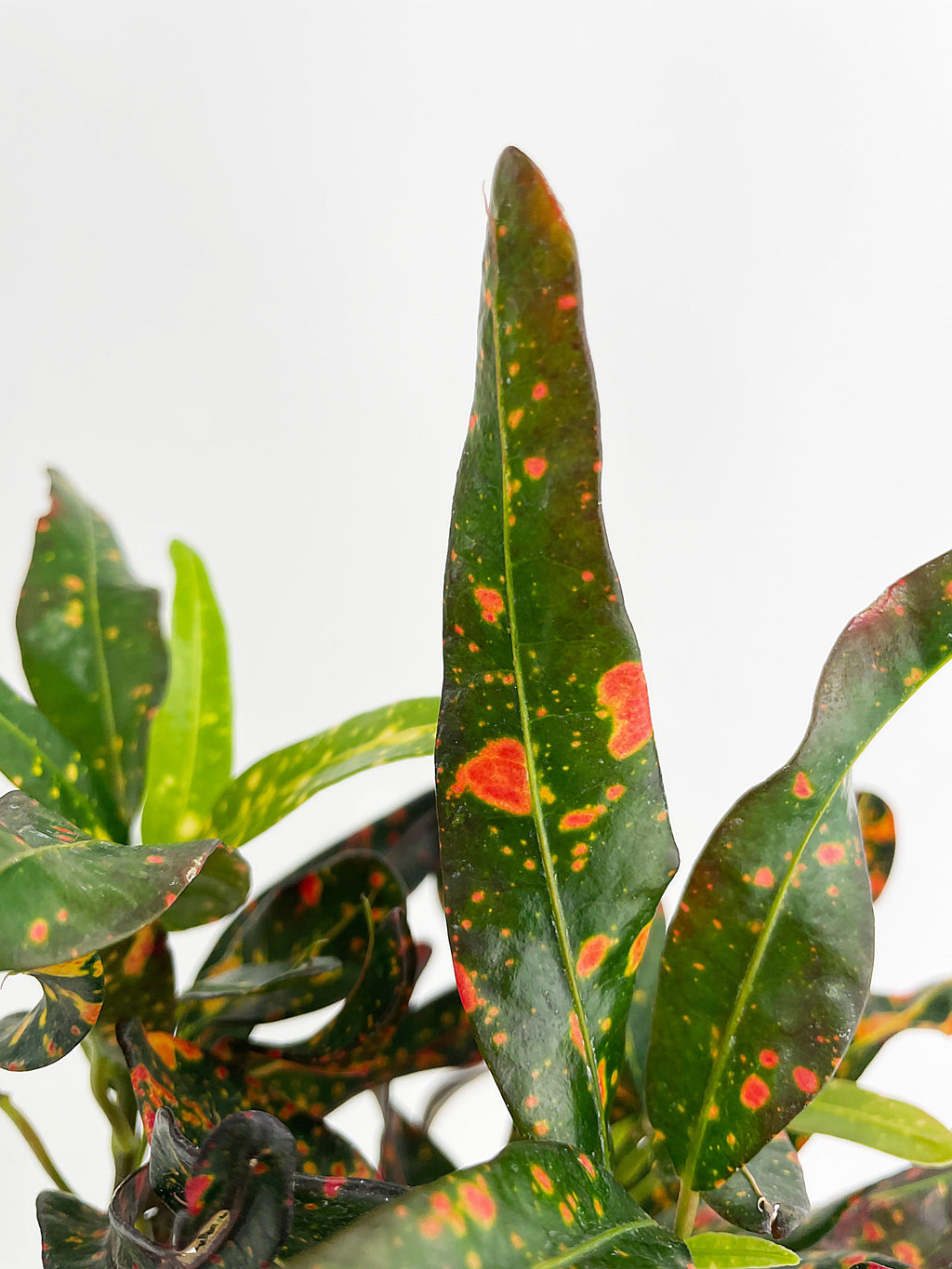 Codiaeum Variegatum 'Red Spot' Croton | Heirloom Boulevard