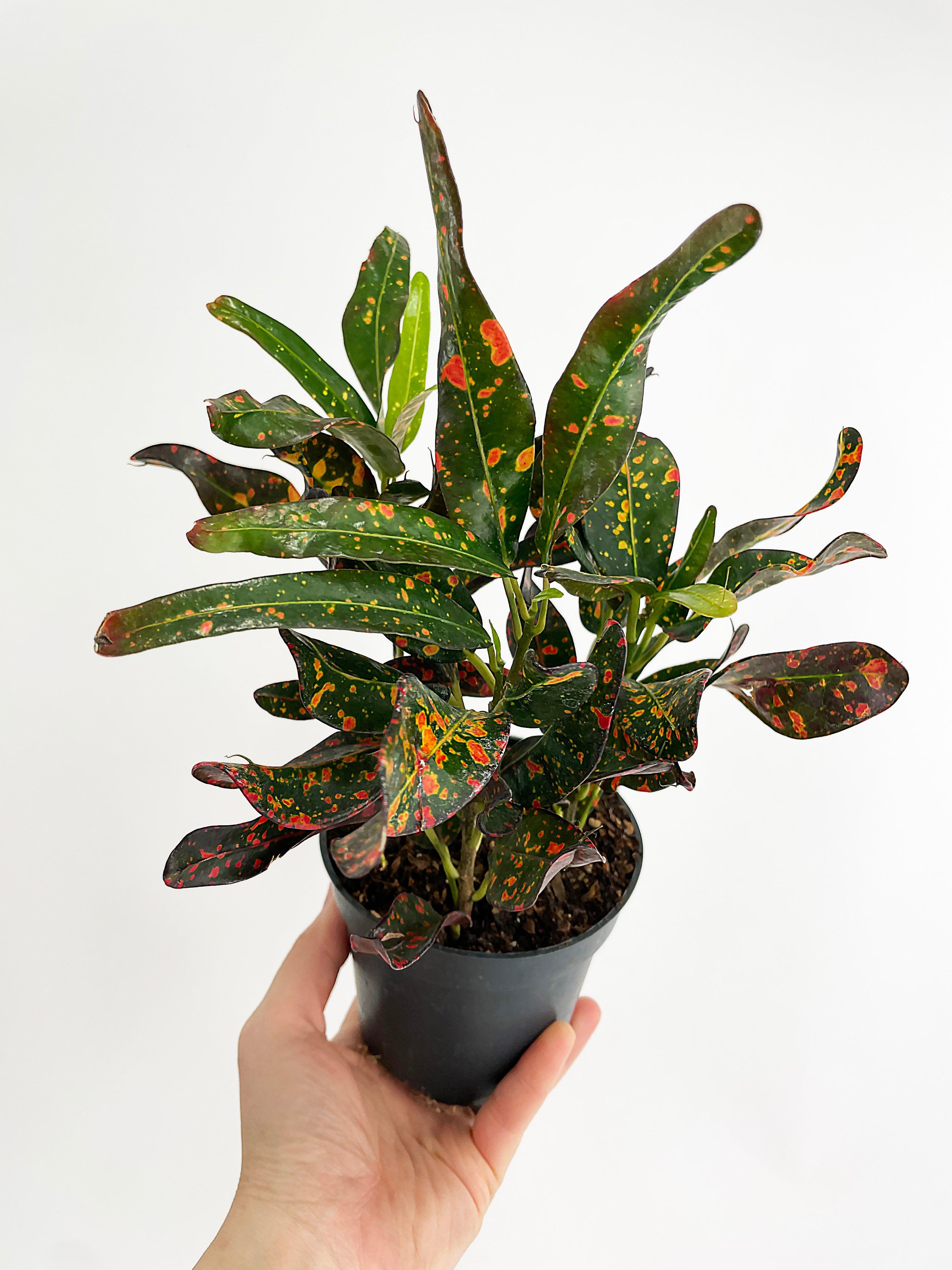 Codiaeum Variegatum 'Red Spot' Croton | Heirloom Boulevard