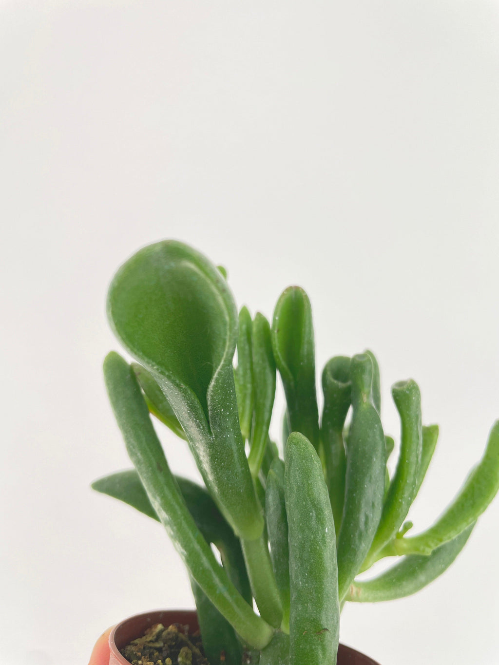Crassula Gollum Hobbit Jade Succulent | Heirloom Boulevard