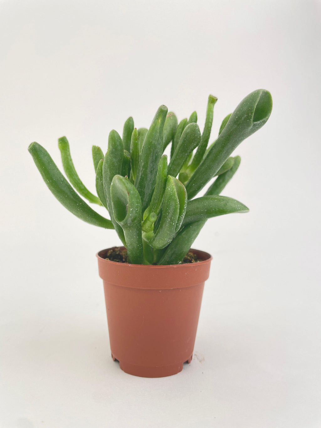 Crassula Gollum Hobbit Jade Succulent | Heirloom Boulevard