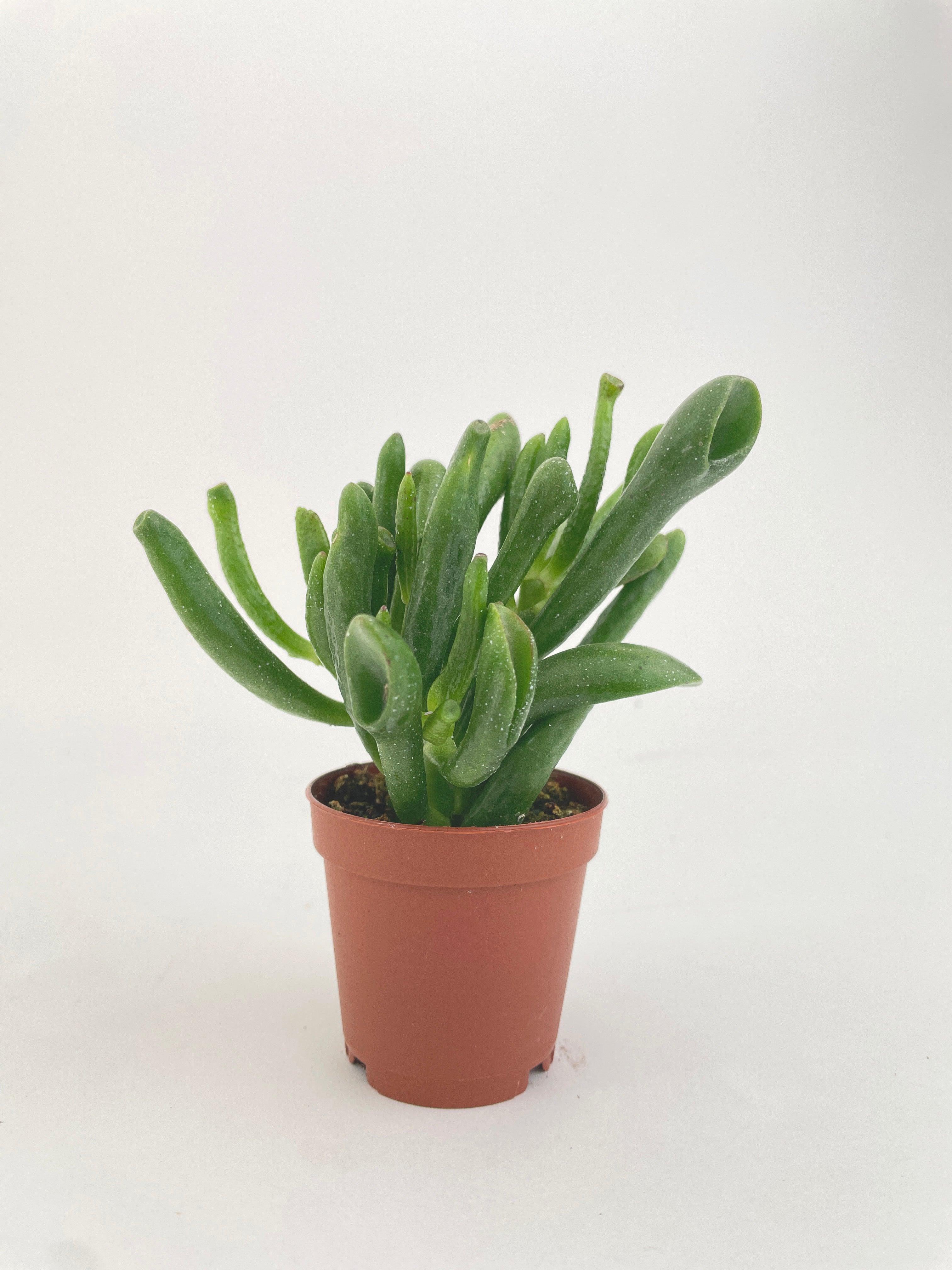 Crassula Gollum Hobbit Jade Succulent | Heirloom Boulevard