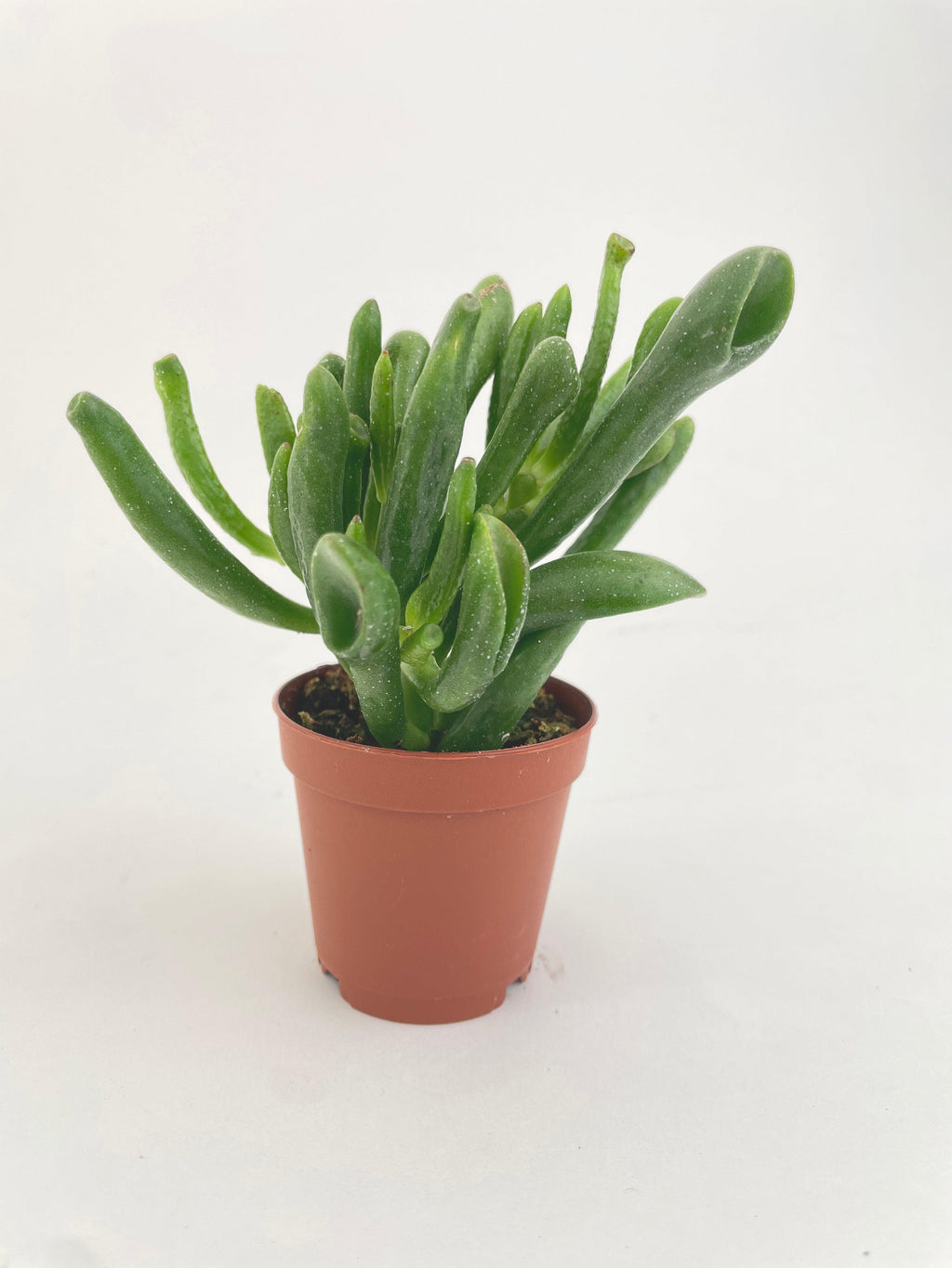 Crassula Gollum Hobbit Jade Succulent | Heirloom Boulevard