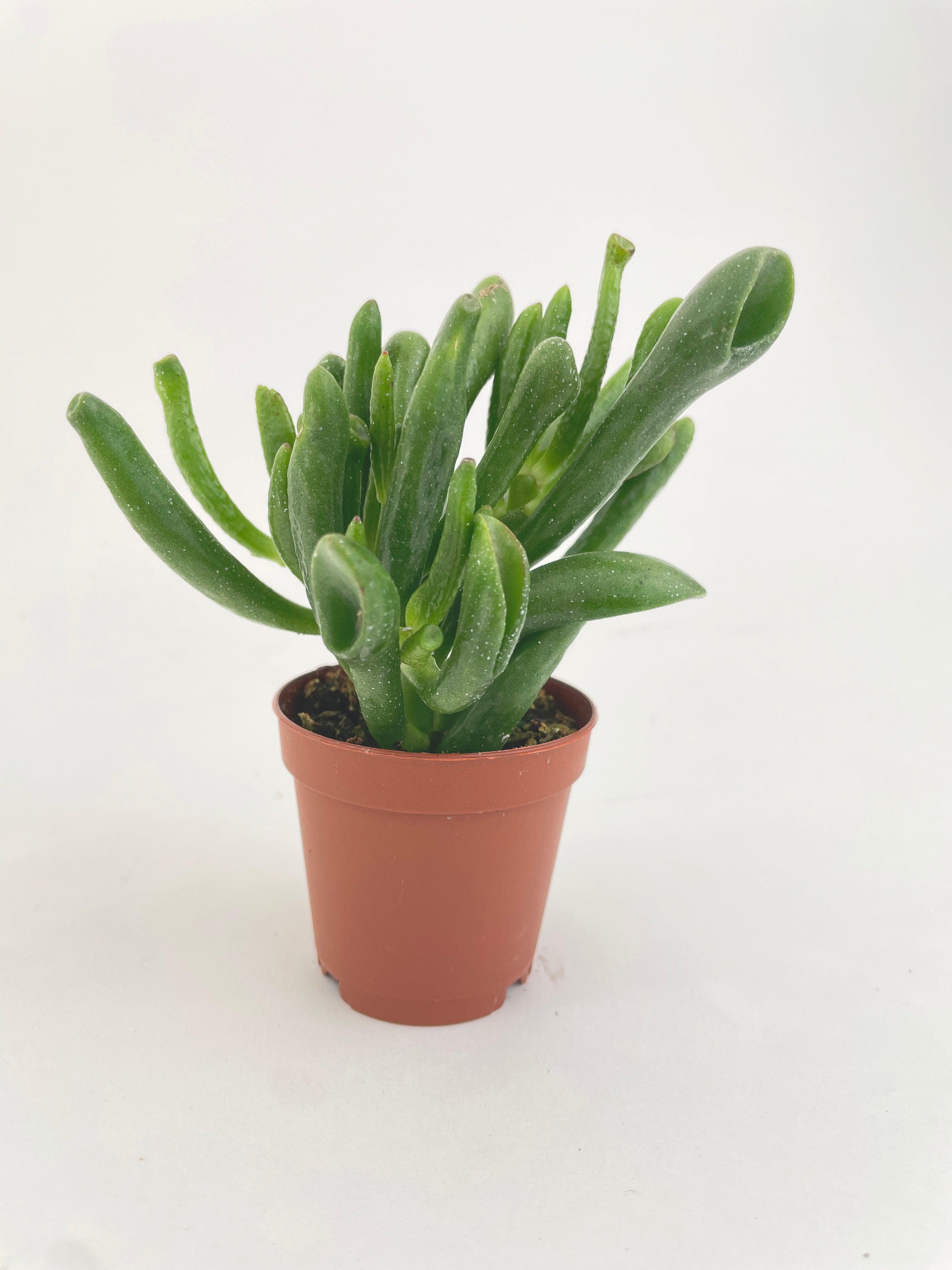 Crassula Gollum Hobbit Jade Succulent | Heirloom Boulevard