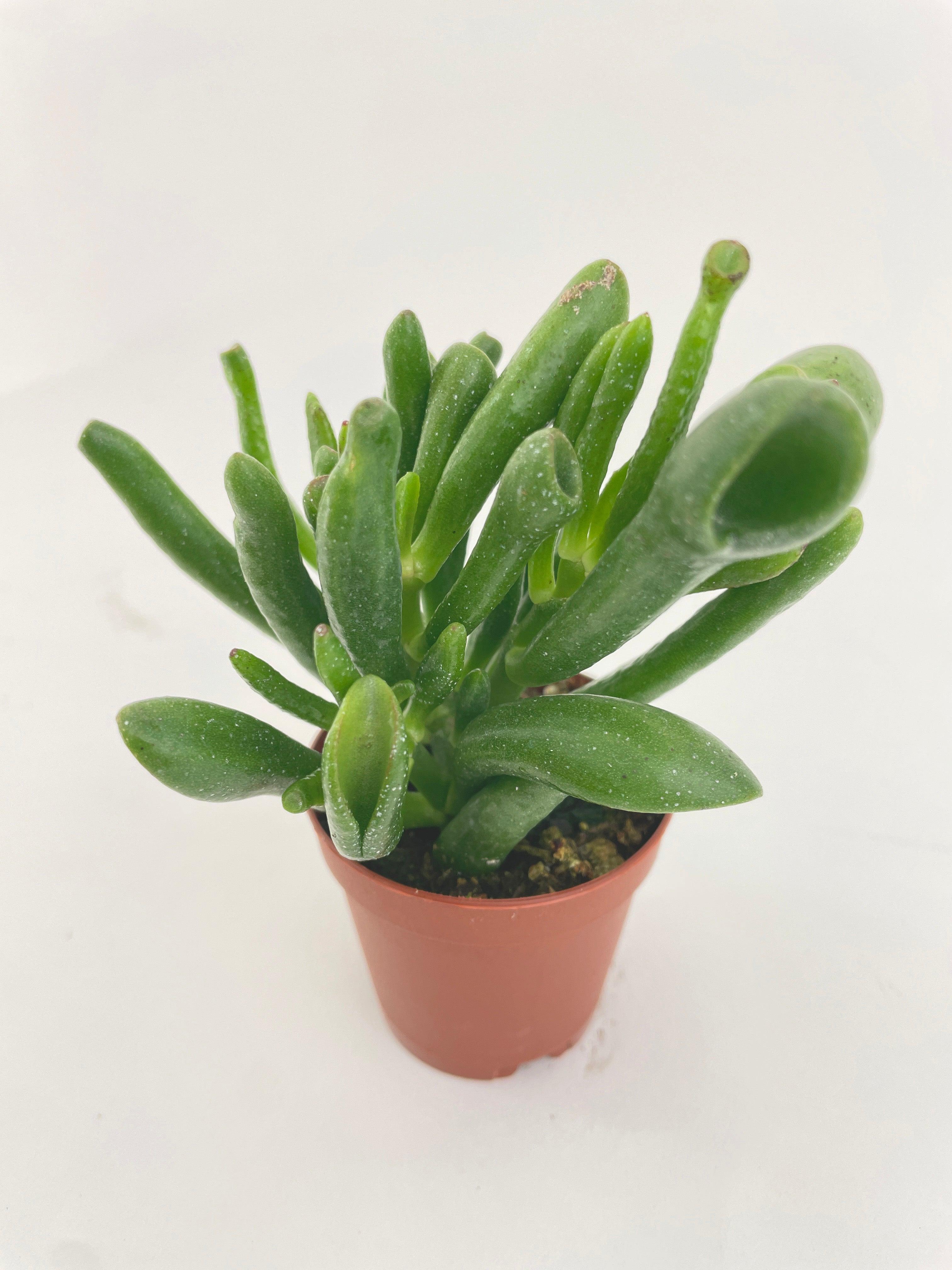 Crassula Gollum Hobbit Jade Succulent | Heirloom Boulevard