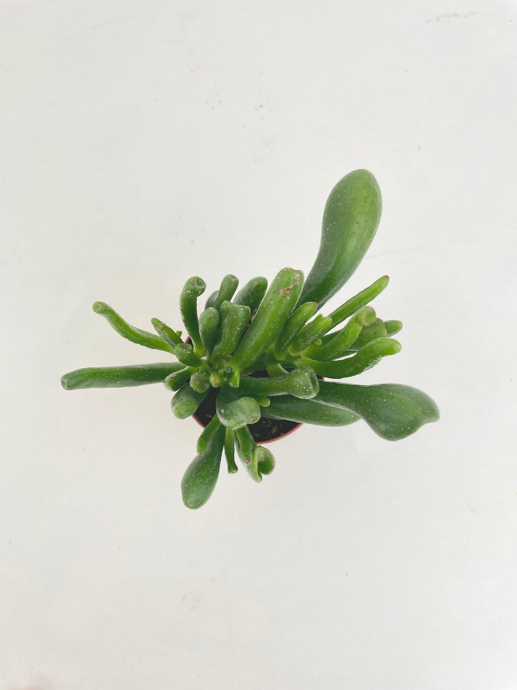 Crassula Gollum Hobbit Jade Succulent | Heirloom Boulevard