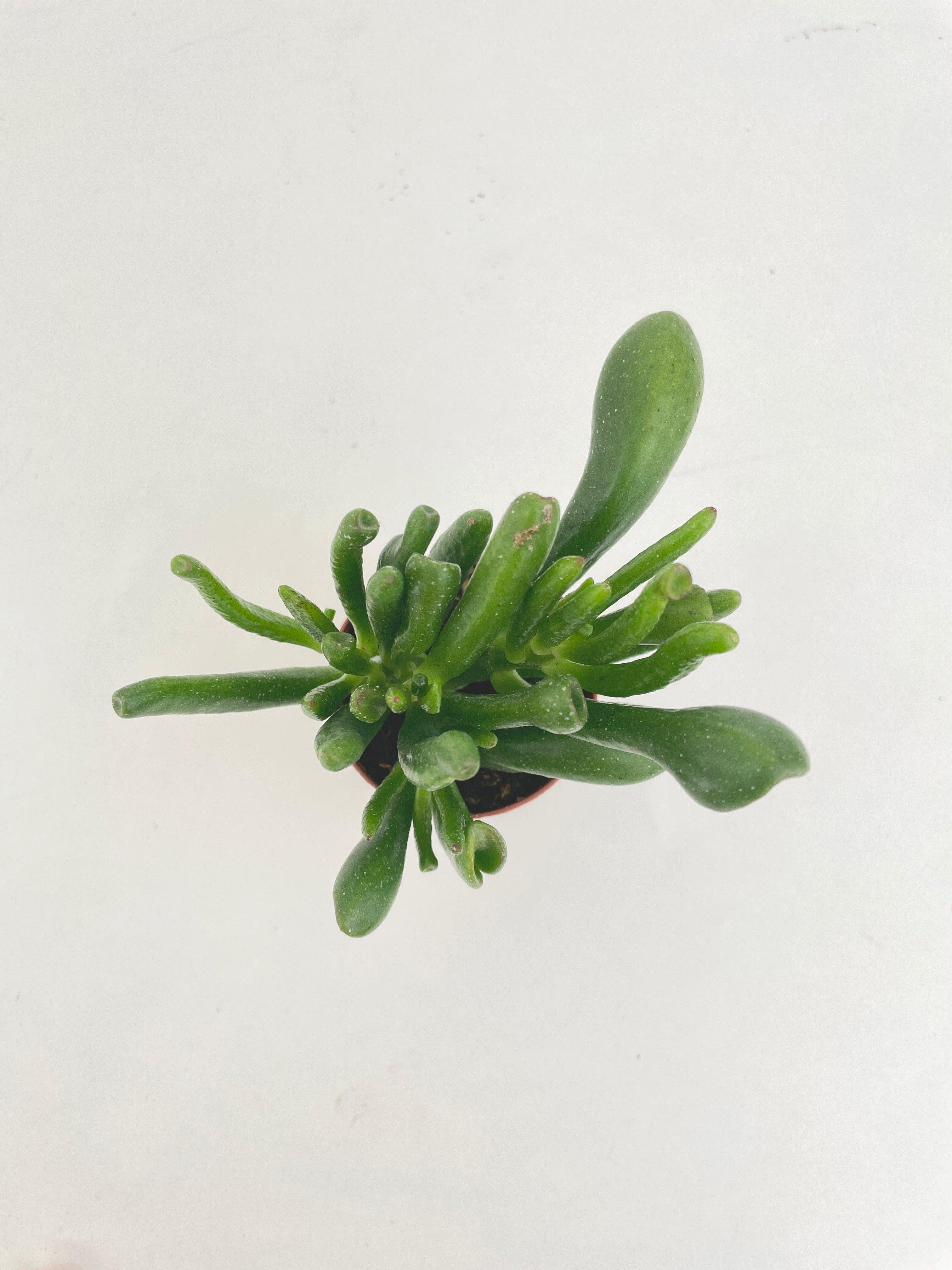 Crassula Gollum Hobbit Jade Succulent | Heirloom Boulevard