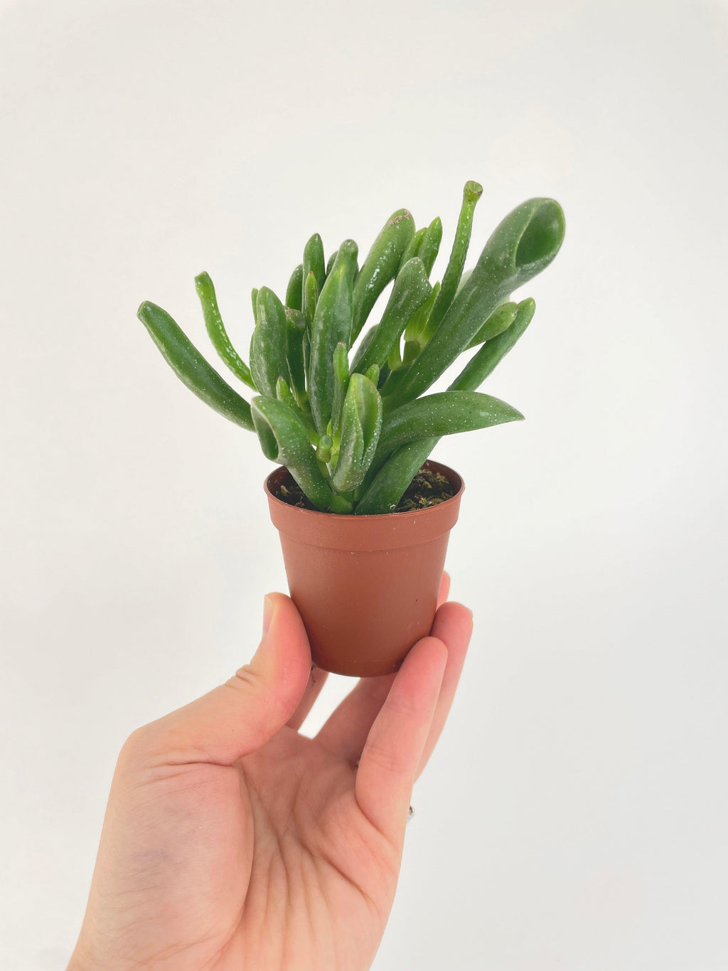 Crassula Gollum Hobbit Jade Succulent | Heirloom Boulevard
