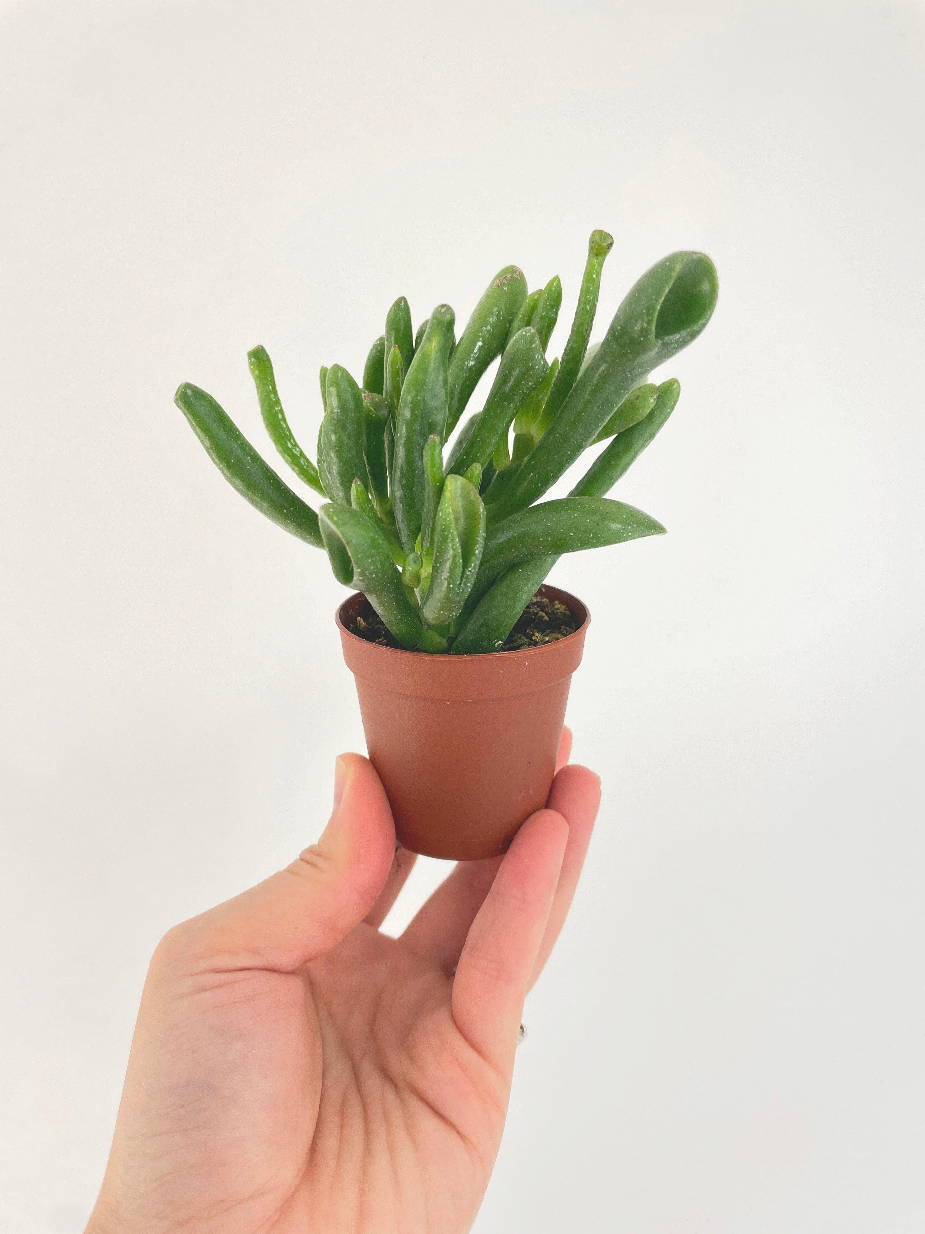 Crassula Gollum Hobbit Jade Succulent | Heirloom Boulevard