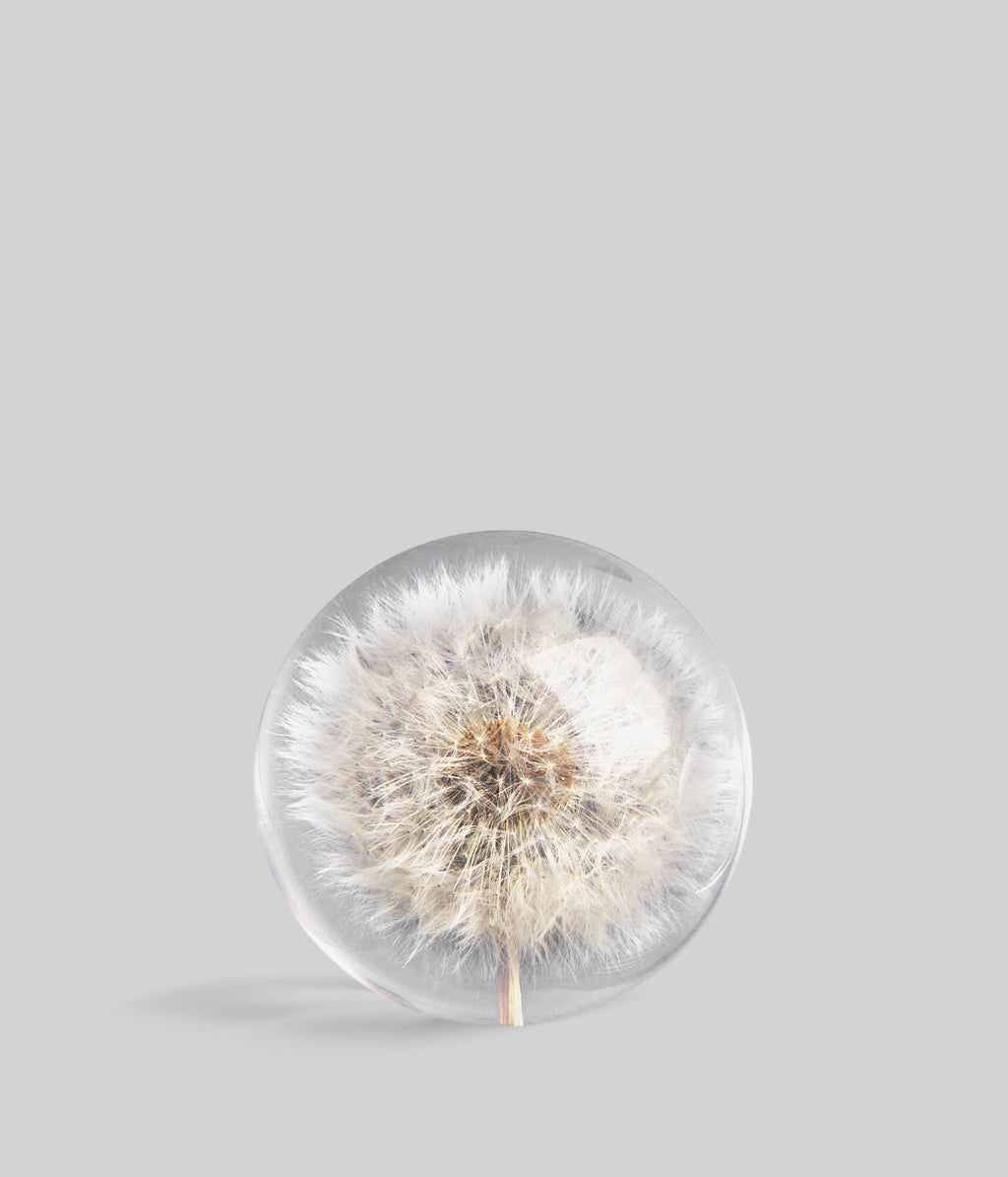 Bloomist Dandelion Botanical Resin Paperweight | Heirloom Boulevard