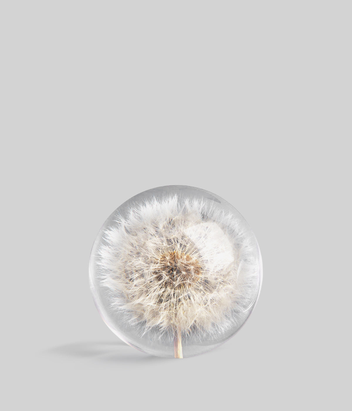 Bloomist Dandelion Botanical Resin Paperweight | Heirloom Boulevard